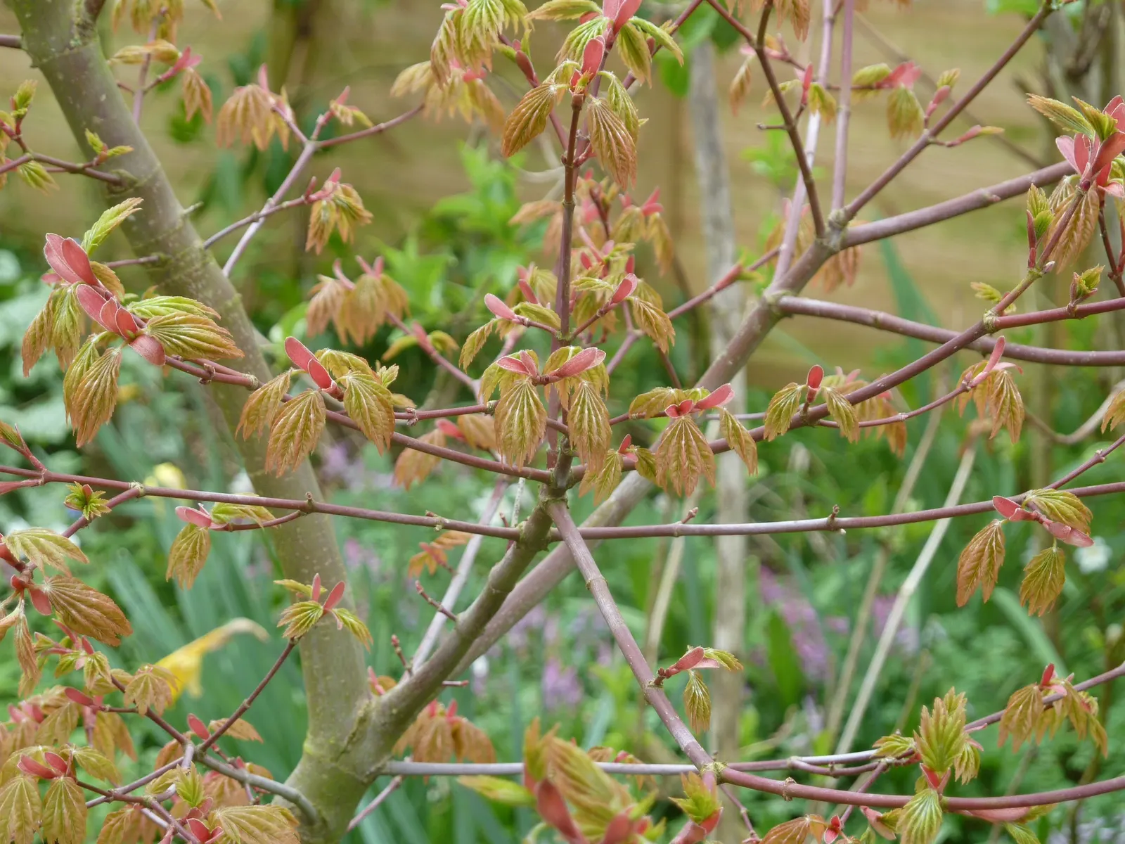 Fullmoon Maple (Acer Japonicum) — the Acer japonicum offers year-round interest; shrub / tree for full or half