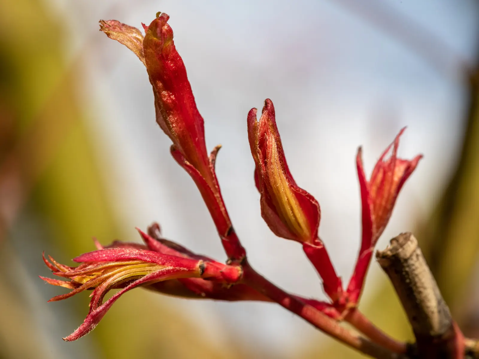 Fullmoon Maple (Acer Japonicum) — promising delight to clients with its serene beauty and minimal maintenance needs