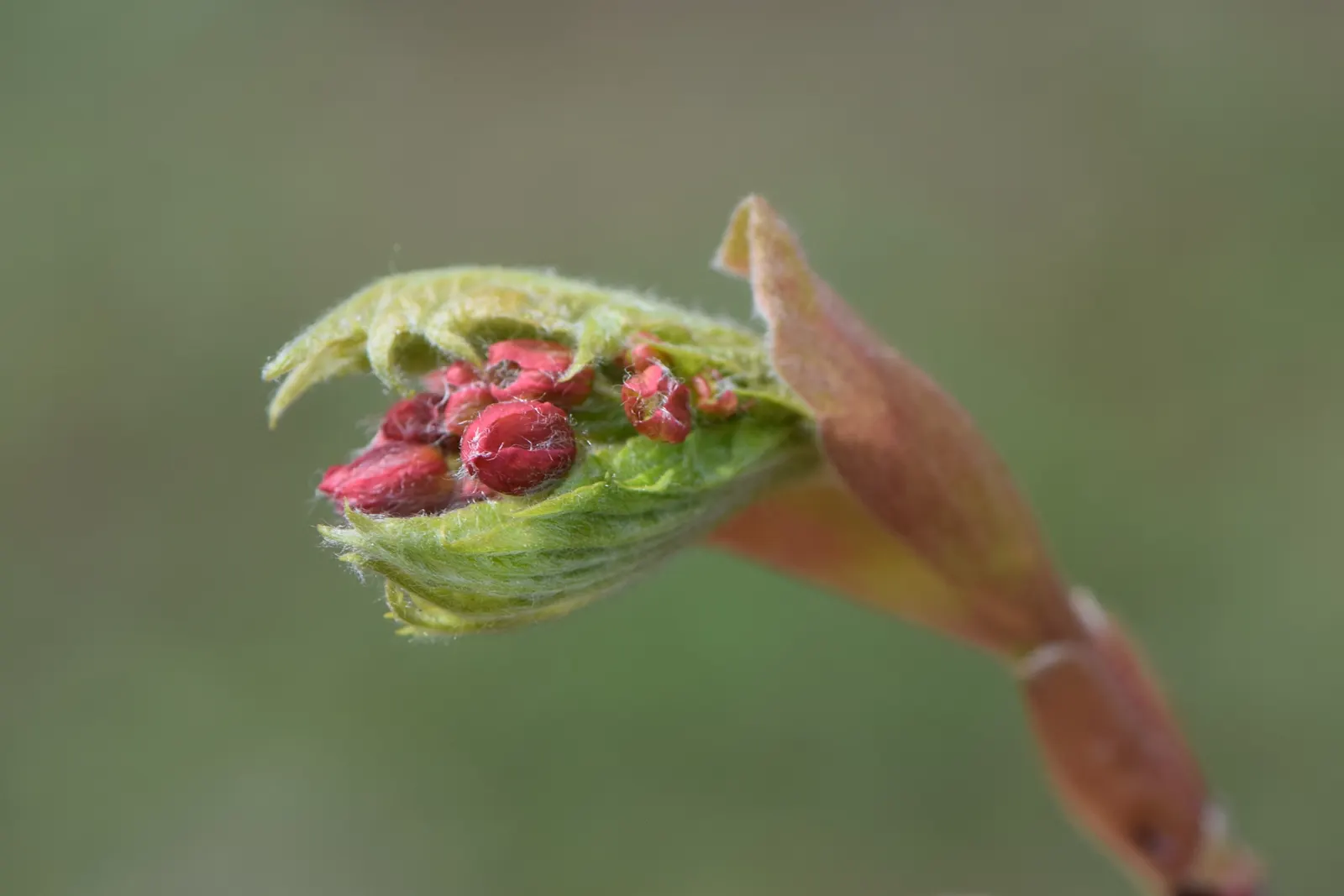 Fullmoon Maple (Acer Japonicum) — promising delight to clients with its serene beauty and minimal maintenance needs; from deep green to intense hues of crimson