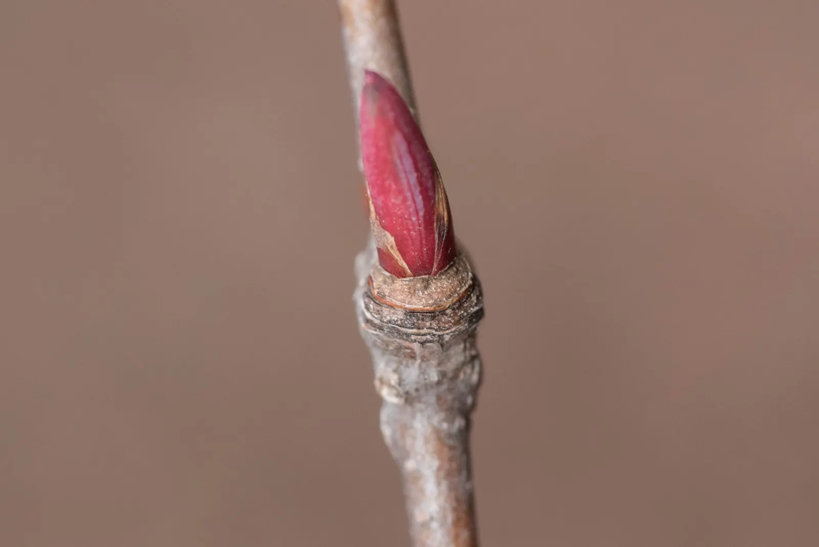 Fullmoon Maple (Acer Japonicum) — Its slow growth and elegant structure make it an exquisite specimen for focal points in gardens
