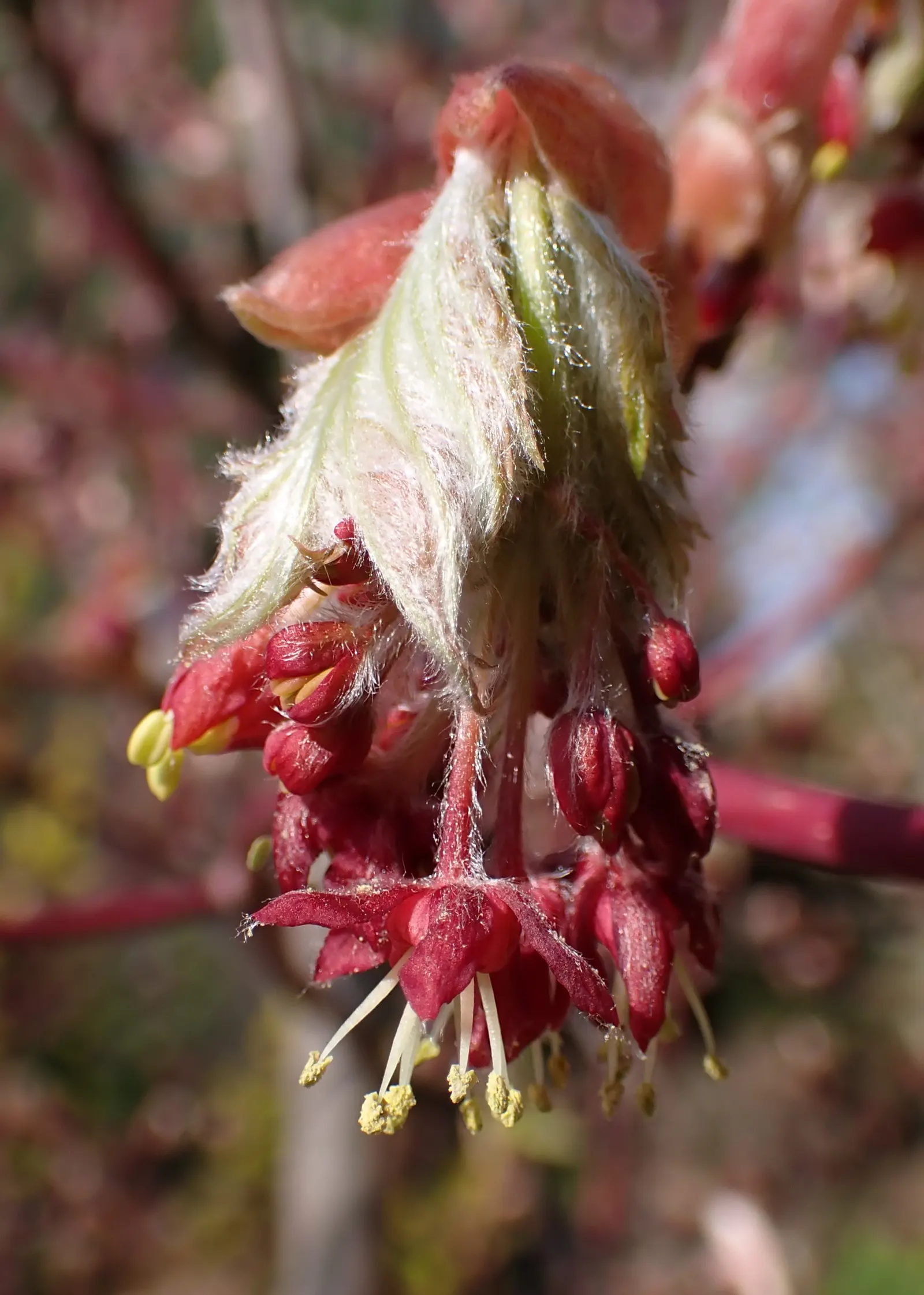Fullmoon Maple (Acer Japonicum) — which can be as large as 3 to 6 inches in width; wide-rounded leaves which resemble the shape of a full moon