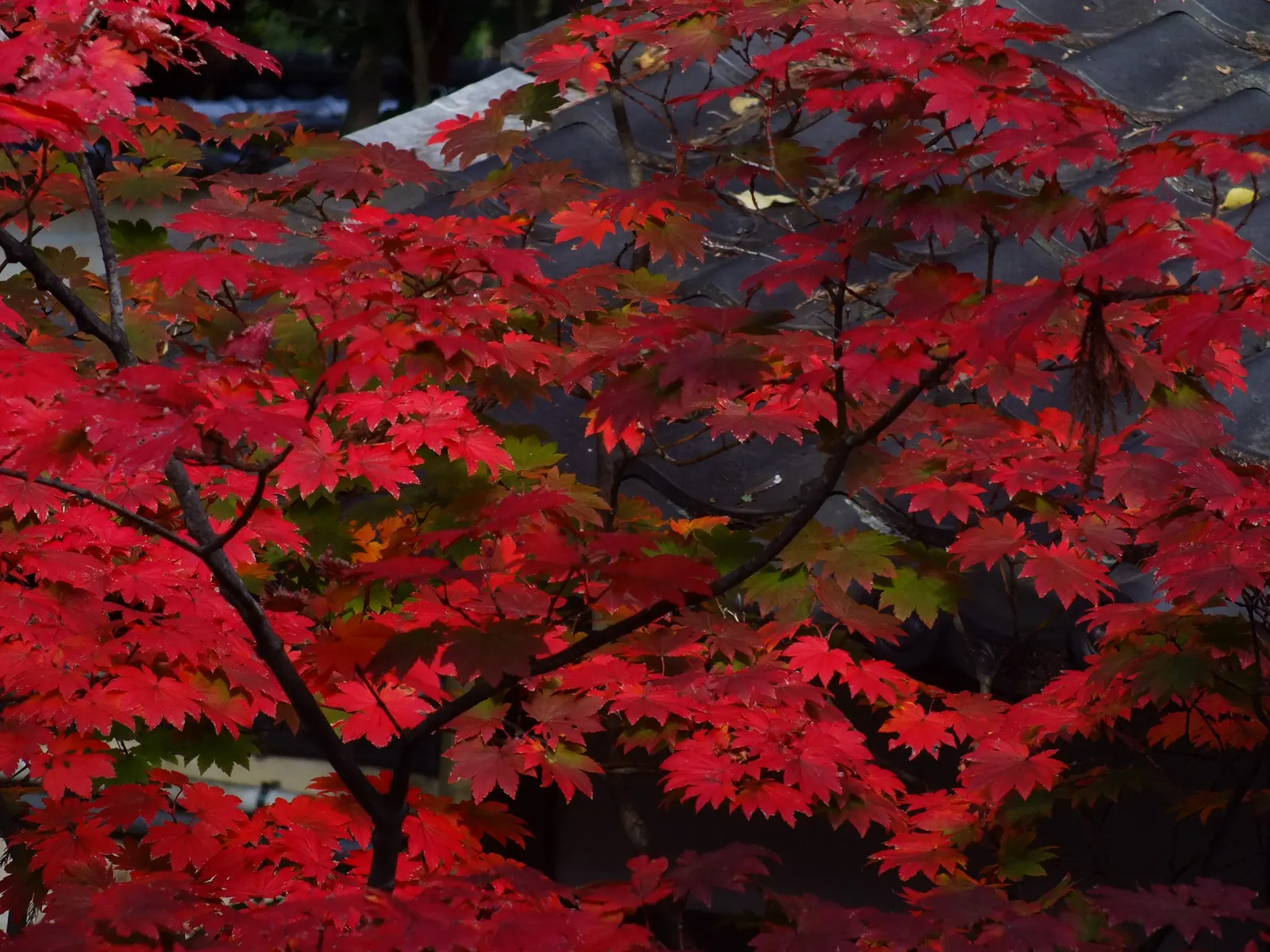 Fullmoon Maple (Acer Japonicum) — The Fullmoon Maple (Acer japonicum) is a captivating small deciduous tree, reaching up to 20-30 ft; which burst into shades