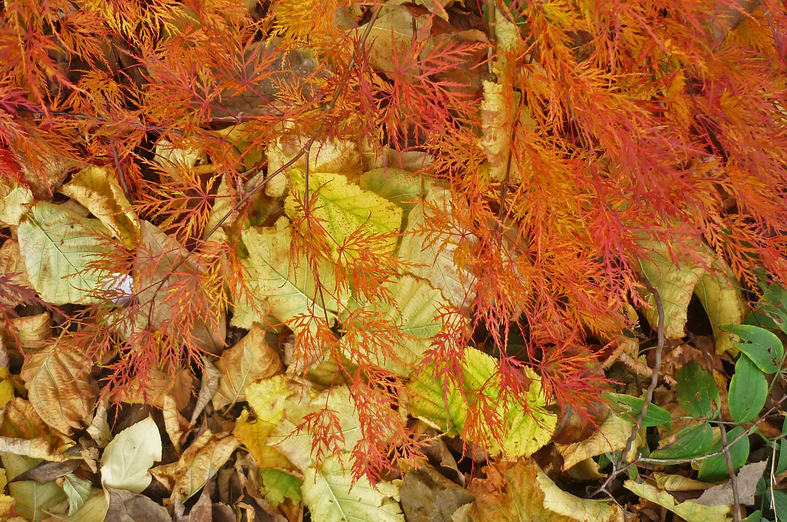 Fullmoon Maple (Acer Japonicum) — This species is renowned for its unique
