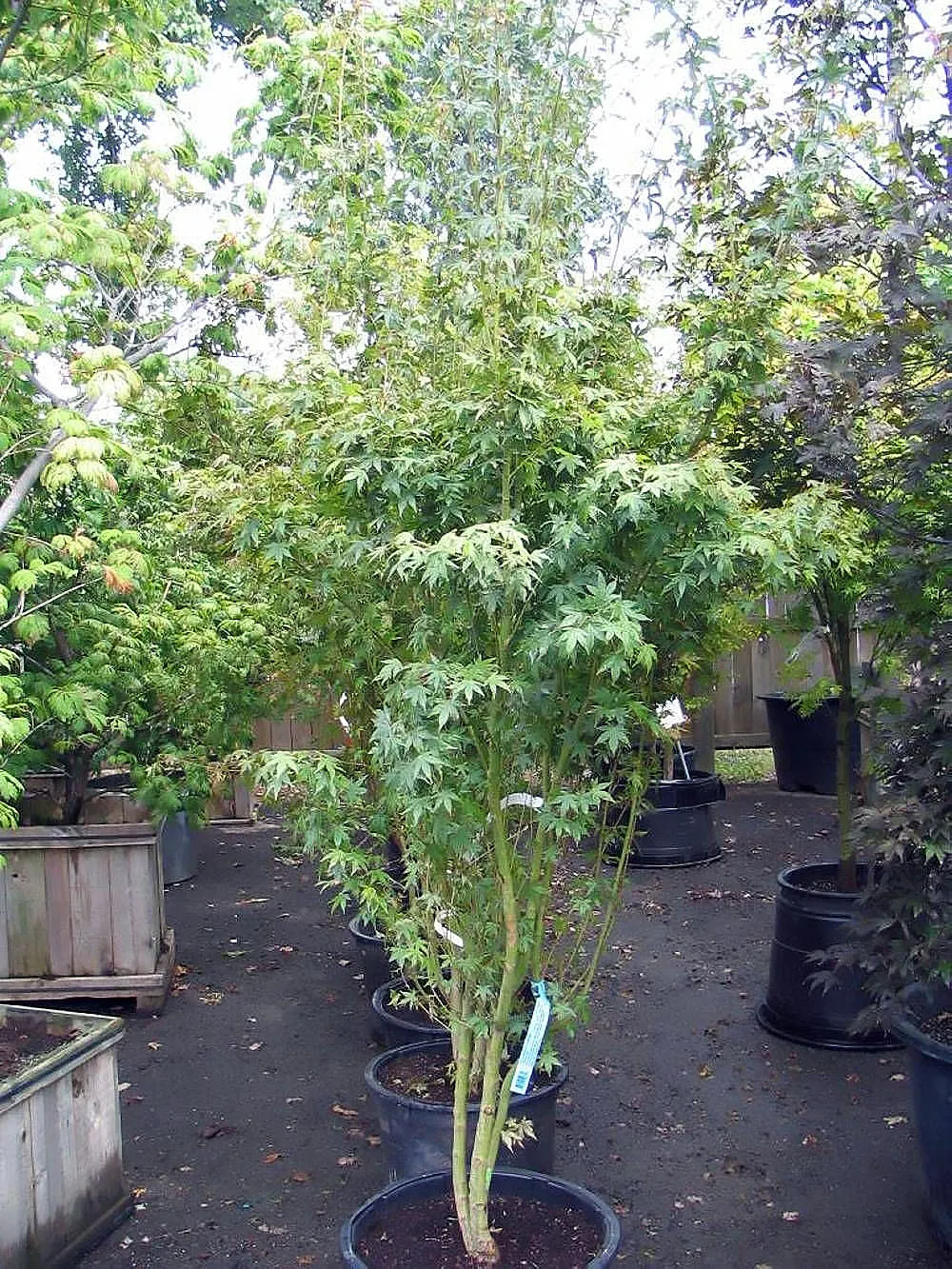 Fullmoon Maple (Acer Japonicum) — which burst into shades of red; the Fullmoon Maple (Acer japonicum) is a captivating small deciduous tree, reaching up to