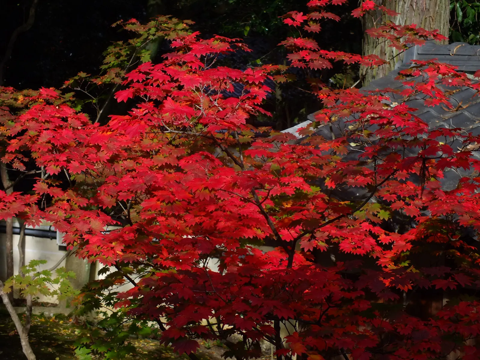 Fullmoon Maple (Acer Japonicum) — inconspicuous flowers that give way to the samaras or "helicopter" seeds typical of maples