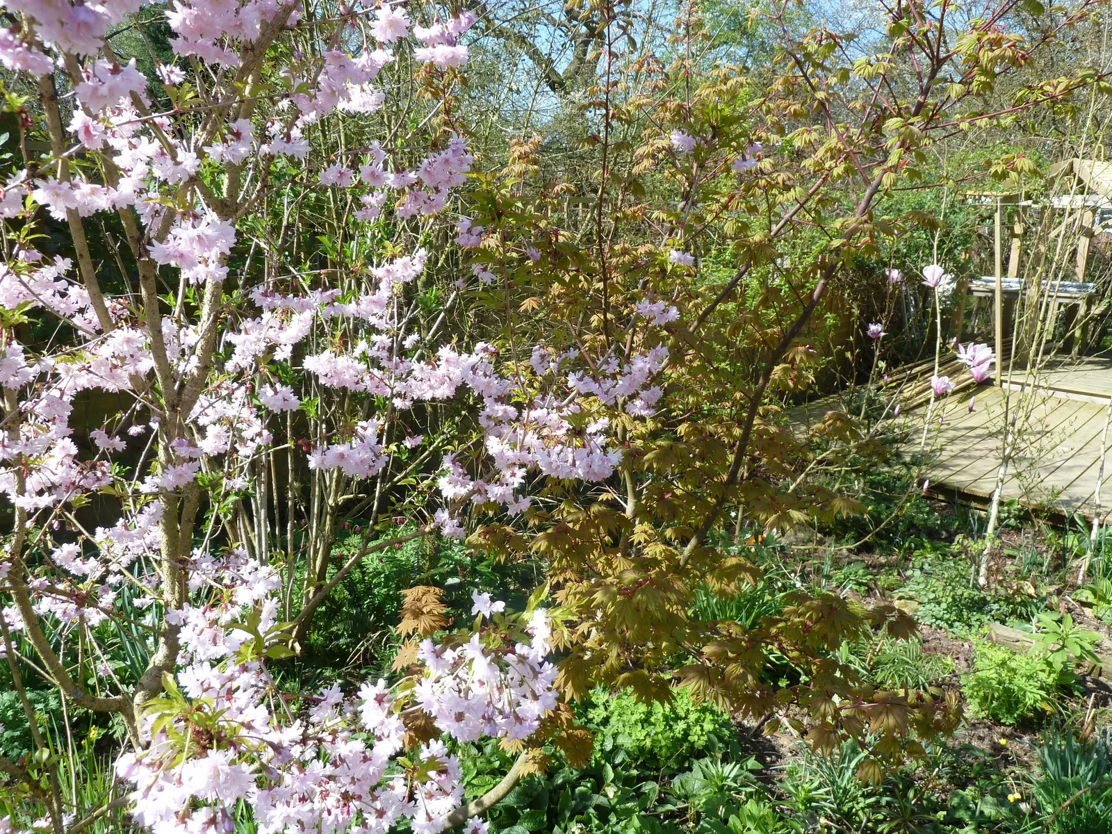 Fullmoon Maple (Acer Japonicum) — shrub / tree for full or half; the Acer japonicum offers year-round interest