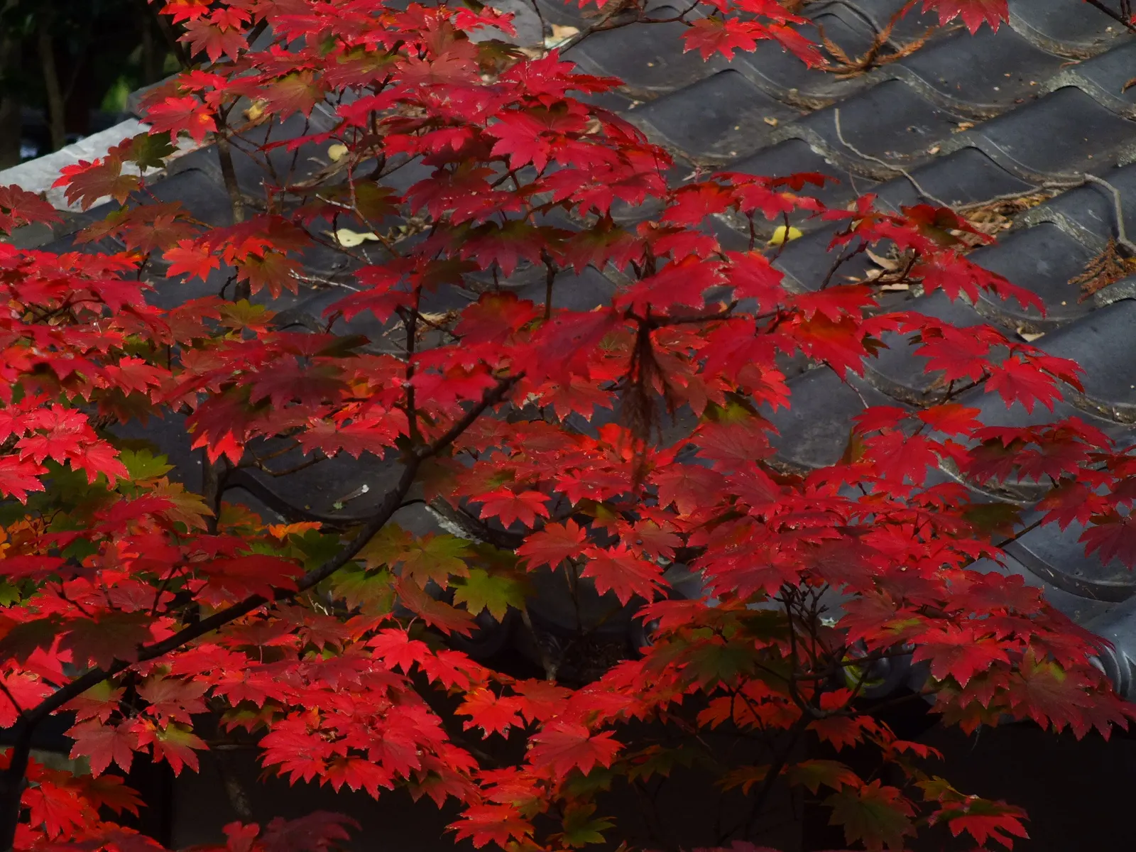 Fullmoon Maple (Acer Japonicum) — enhancing its visual charm; this tree is hardy in USDA zones 5 to 7