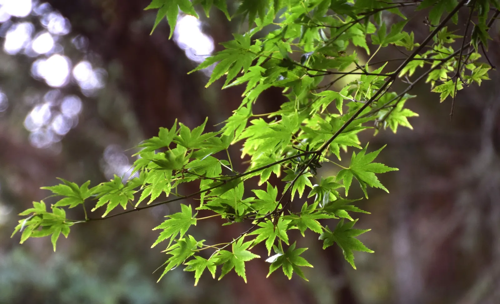 Fullmoon Maple (Acer Japonicum) — is a captivating ornamental tree that brings a graceful presence to any landscape