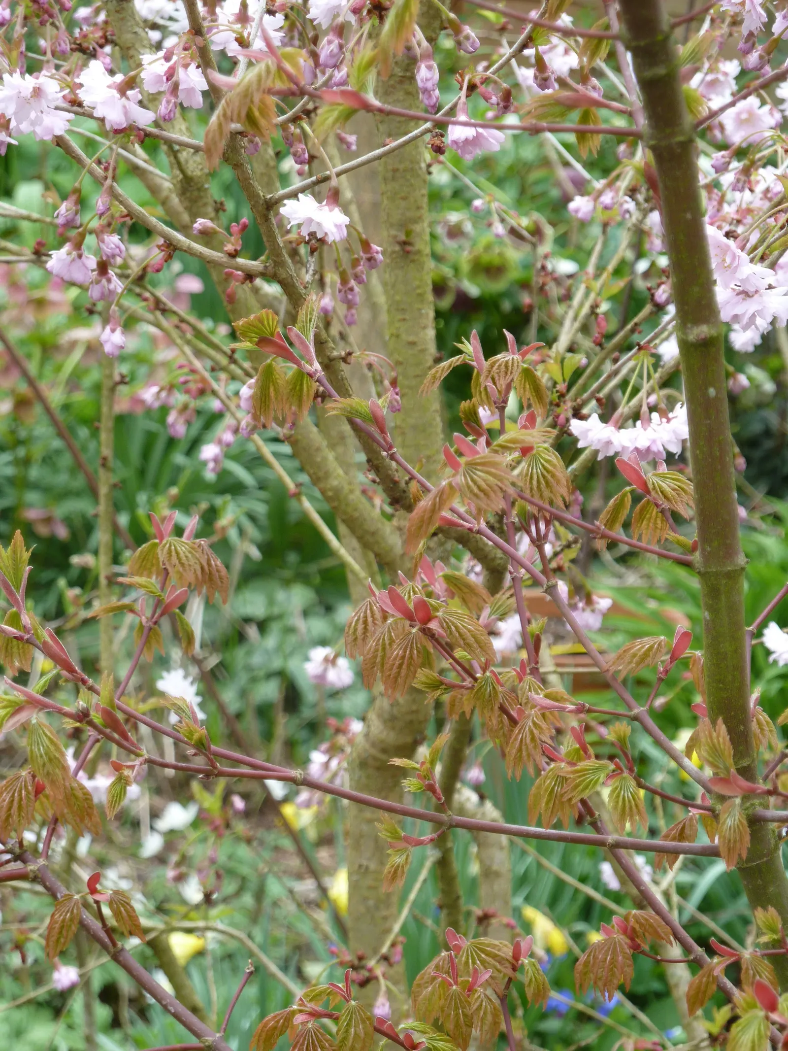 Fullmoon Maple (Acer Japonicum) — produce an extraordinary autumn display as they transition through a spectrum of colors; with a propensity for partial to