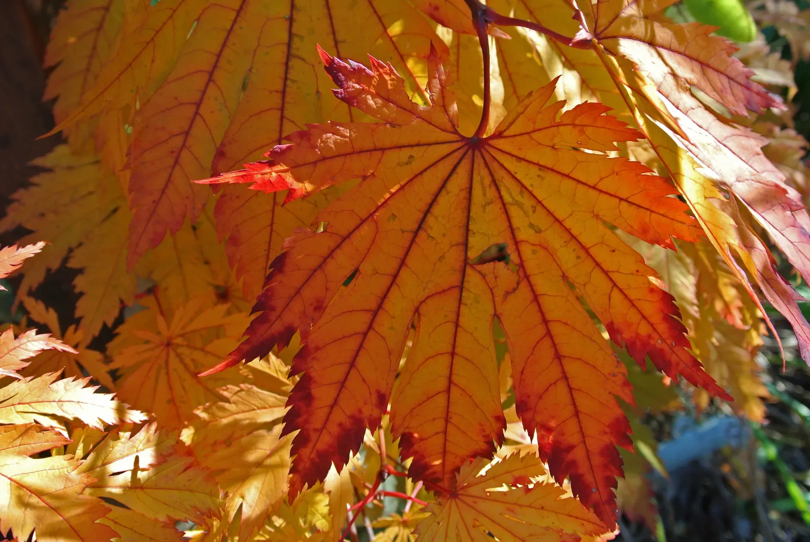 Fullmoon Maple (Acer Japonicum) — which can be as large as 3 to 6 inches in width