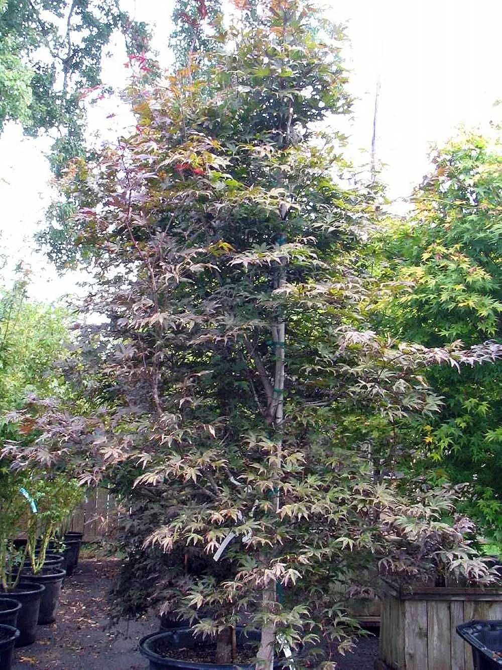Fullmoon Maple (Acer Japonicum) — This tree is hardy in USDA zones 5 to 7; enhancing its visual charm