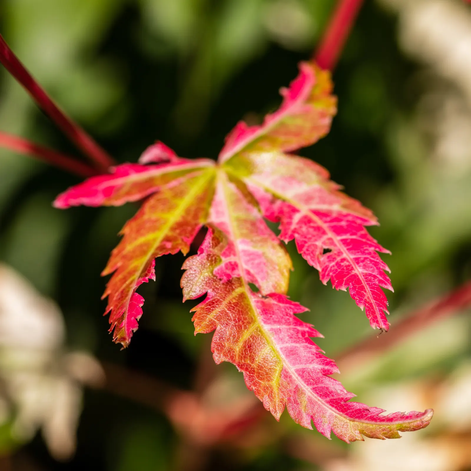 Fullmoon Maple (Acer Japonicum) — with a propensity for partial to full sunlight