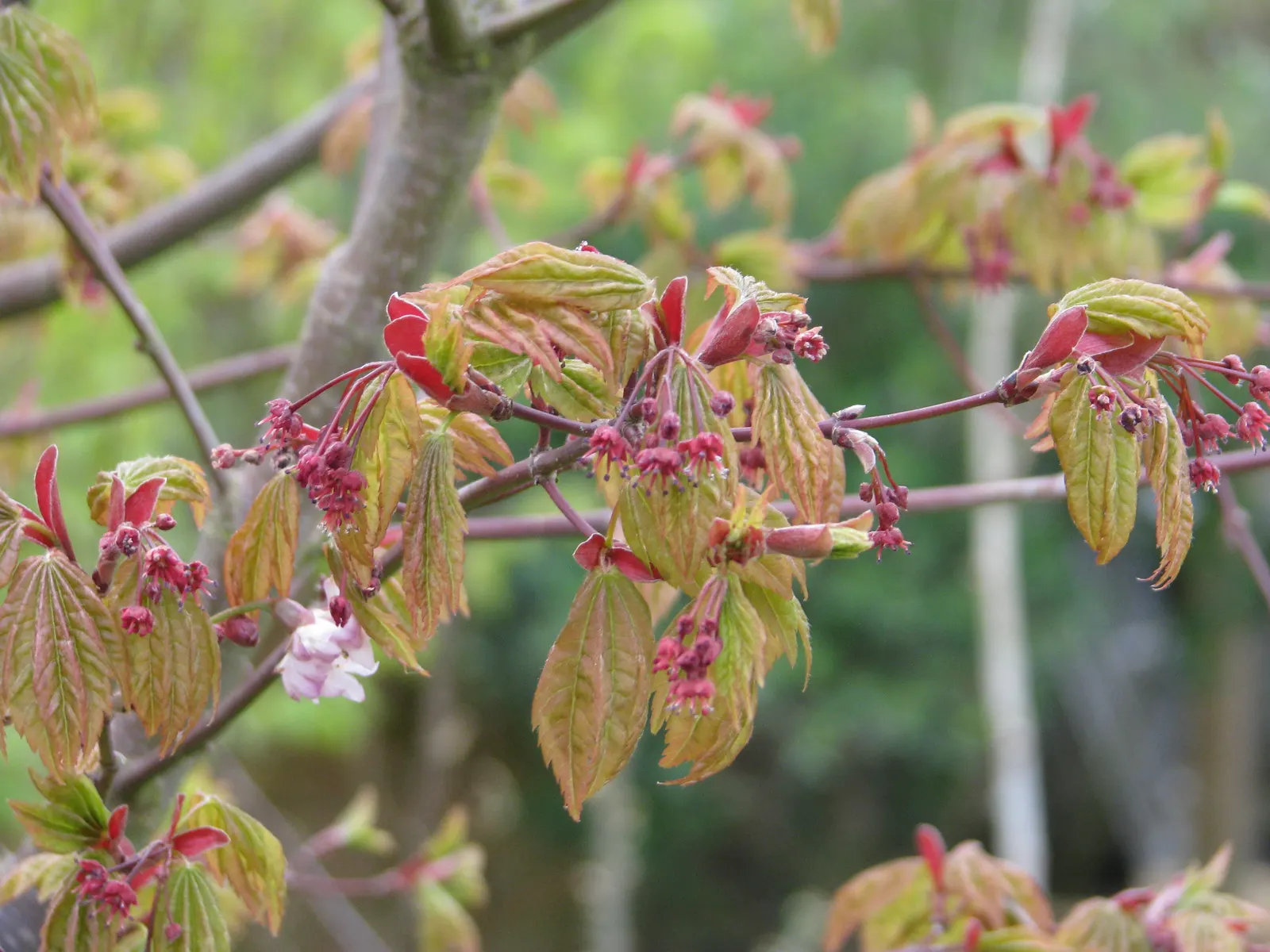 Fullmoon Maple (Acer Japonicum) — Prefers well-drained, acidic soil and partial shade to full sun