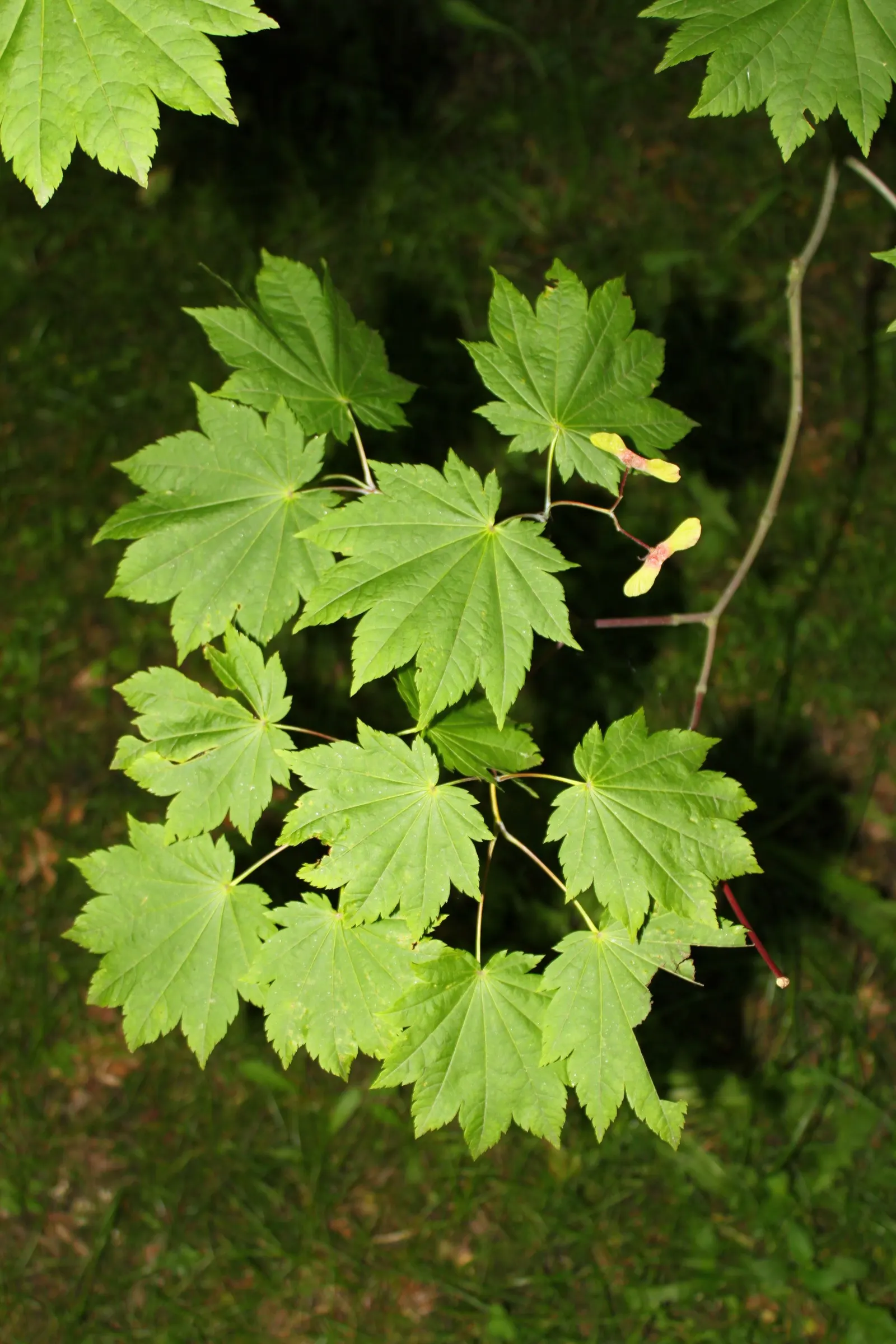Fullmoon Maple (Acer Japonicum) — This species is renowned for its unique; prefers well-drained, acidic soil and partial shade to full sun