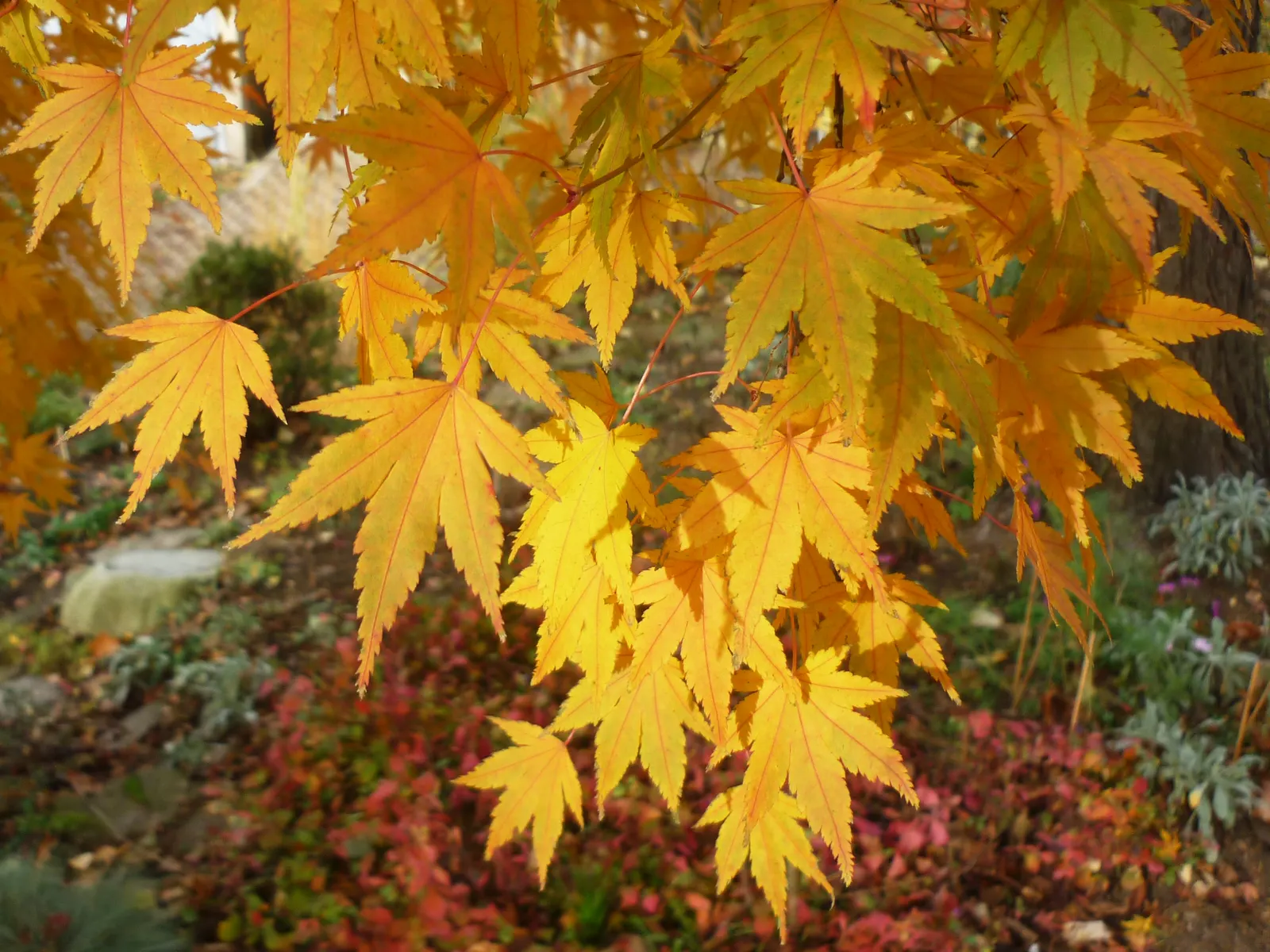 Fullmoon Maple (Acer Japonicum) — from deep green to intense hues of crimson and gold