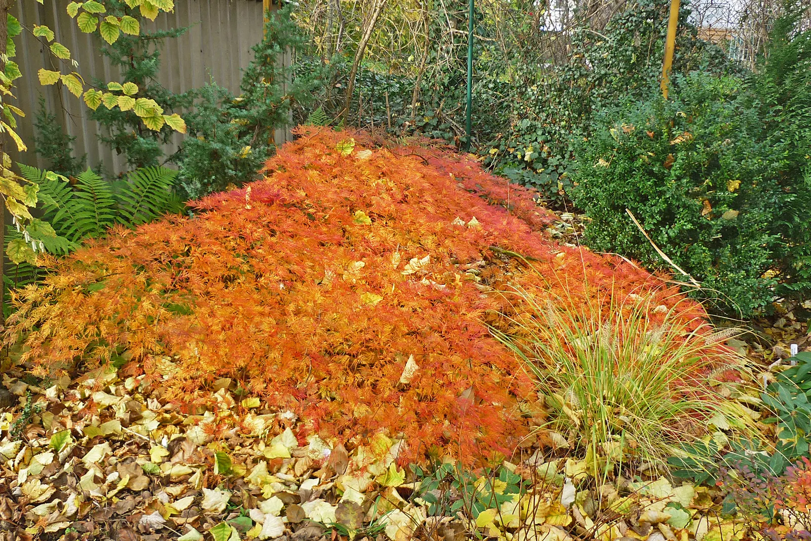 Fullmoon Maple (Acer Japonicum) — showing moderate tolerance to wind and urban pollution.<br><br>With its relatively slow growth rate