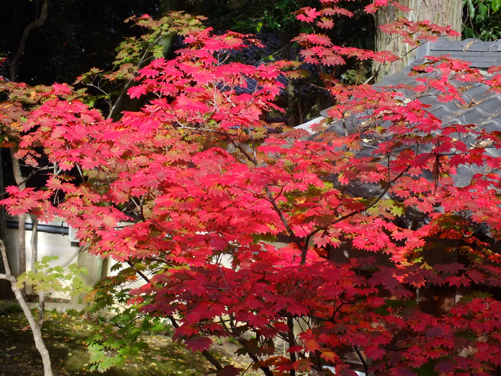 Fullmoon Maple (Acer Japonicum) — Prefers well-drained, acidic soil and partial shade to full sun; this species is renowned for its unique