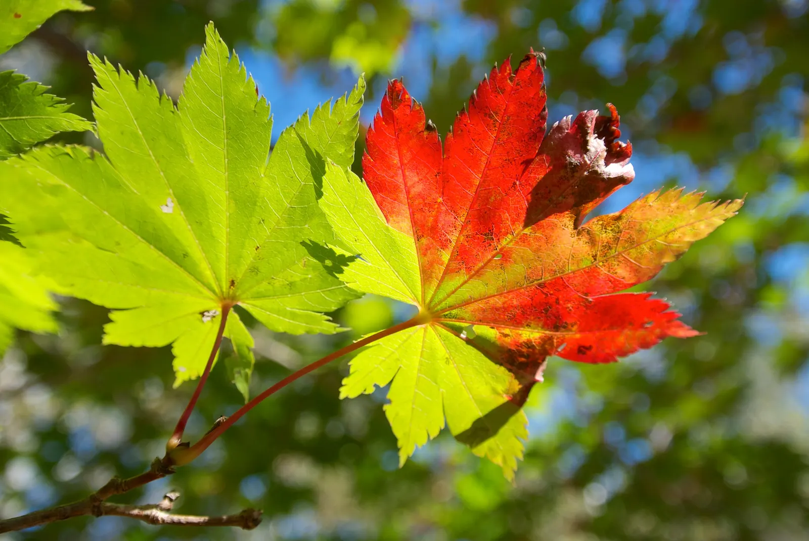 Fullmoon Maple (Acer Japonicum) — with a propensity for partial to full sunlight; produce an extraordinary autumn display as they transition through a spectrum