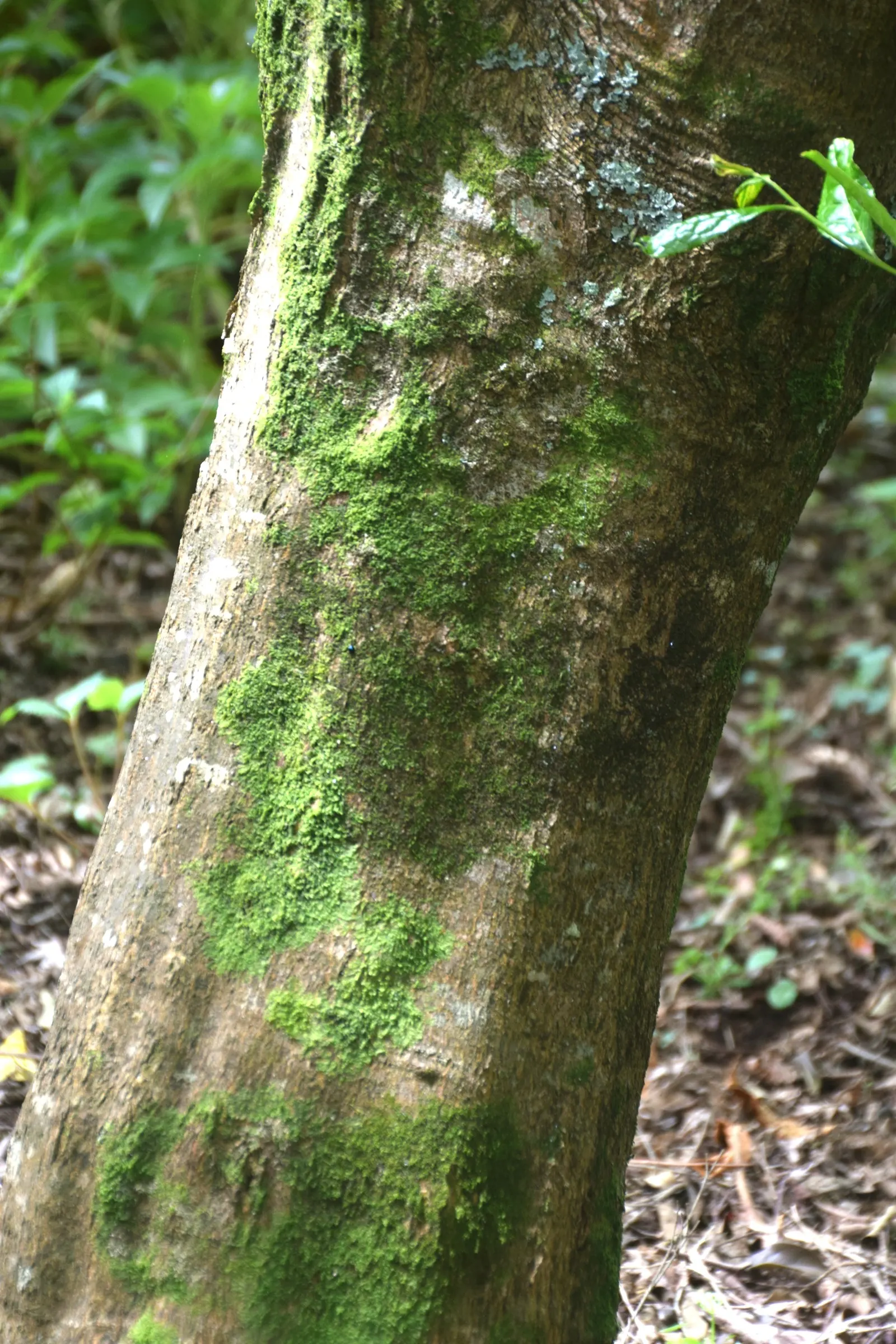 Fullmoon Maple (Acer Japonicum) — tall with a similar spread; the Fullmoon Maple typically reaches a mature height of 15 to 25 feet and spans 10 to, image 50