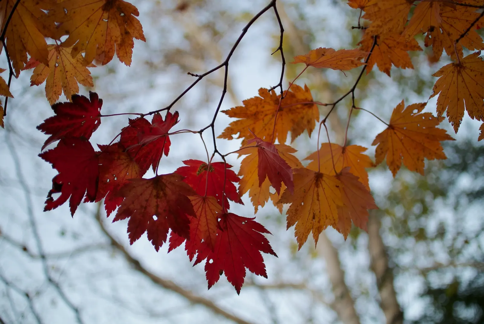 Fullmoon Maple (Acer Japonicum) — this maple variety prefers well-drained