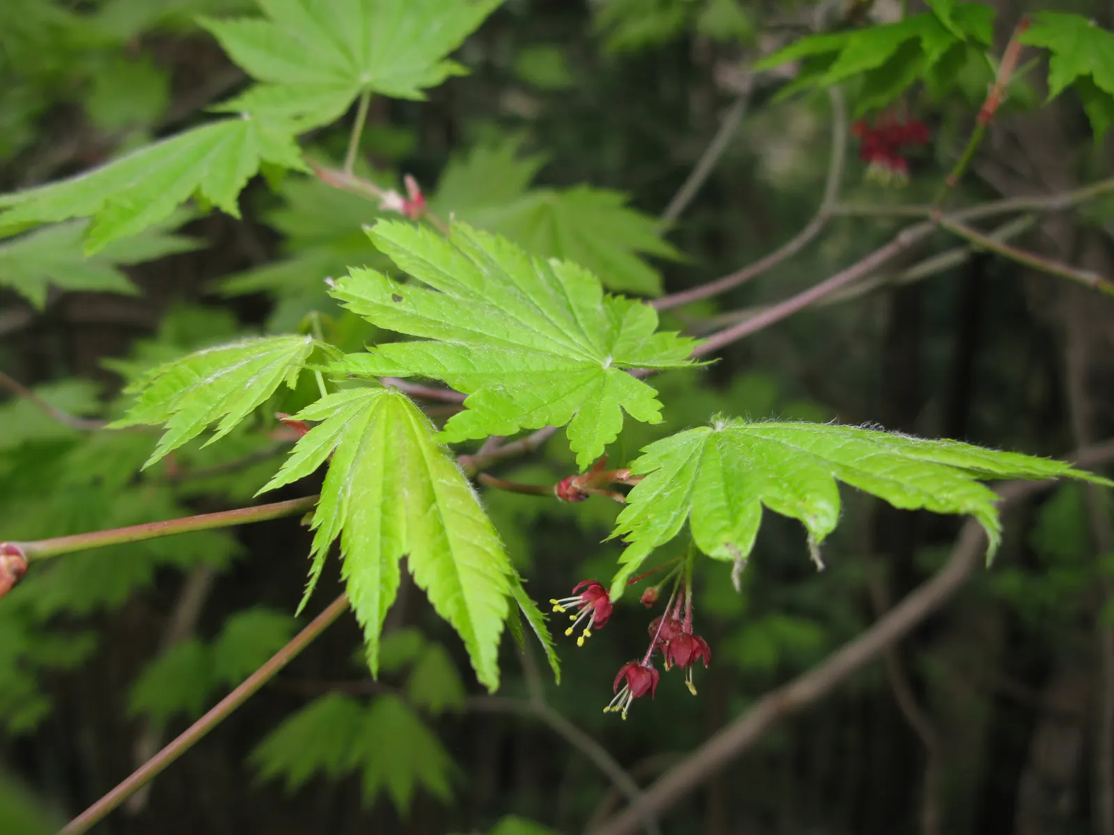 Fullmoon Maple (Acer Japonicum) — the Fullmoon Maple infuses tranquility and splendid color to any landscape design; is a captivating ornamental tree that