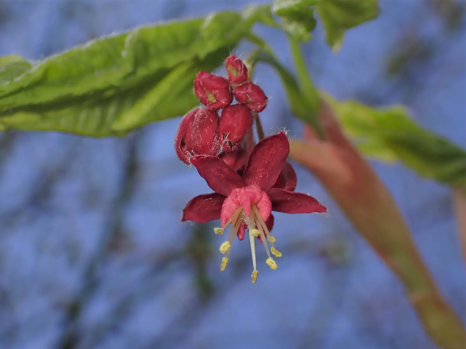 Fullmoon Maple (Acer Japonicum) — Prefers well-drained, acidic soil and partial shade to full sun; this species is renowned for its unique, image 53
