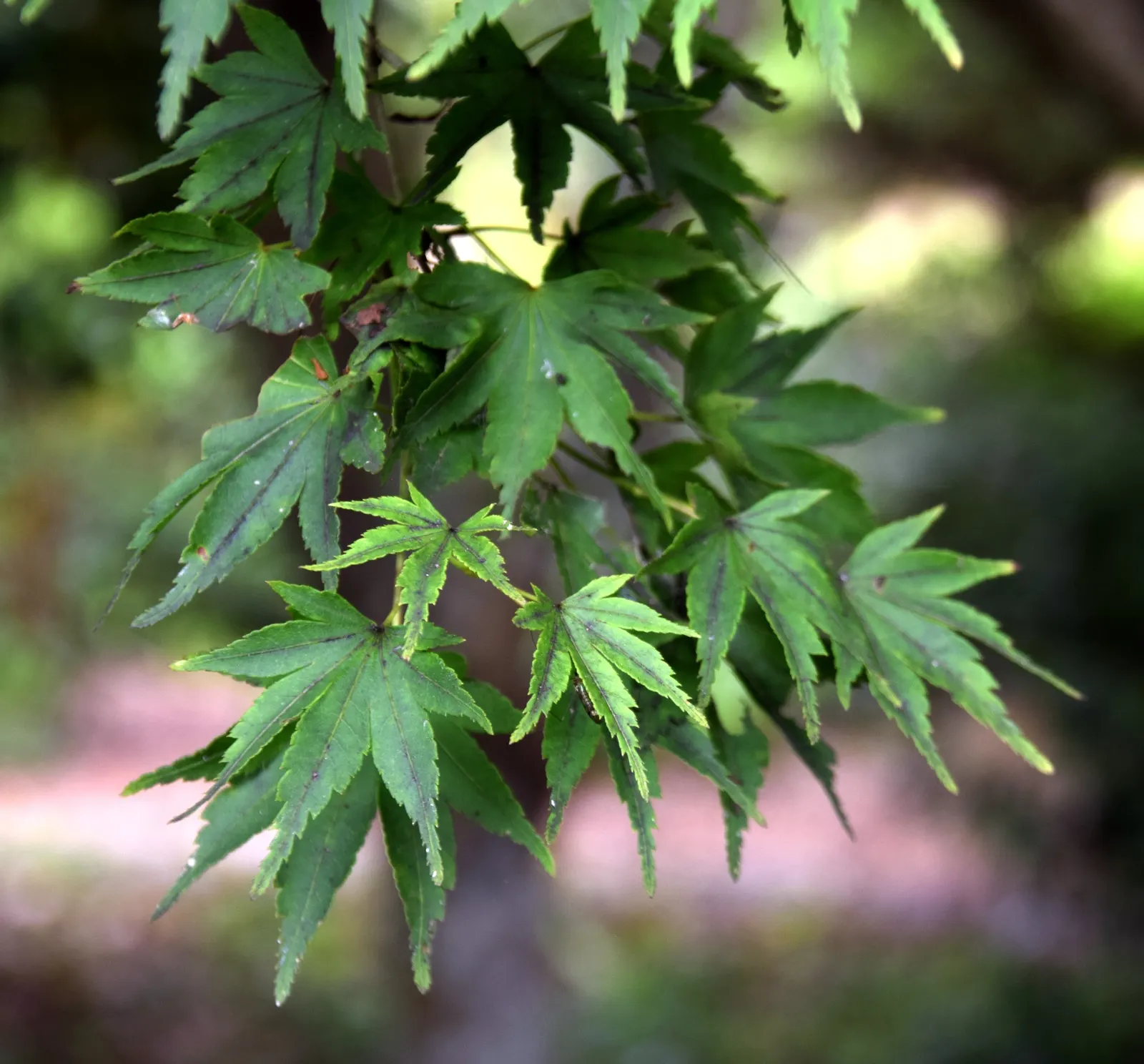 Fullmoon Maple (Acer Japonicum) — though it can tolerate slight shade.<br><br>During the spring; showing moderate tolerance to wind and urban