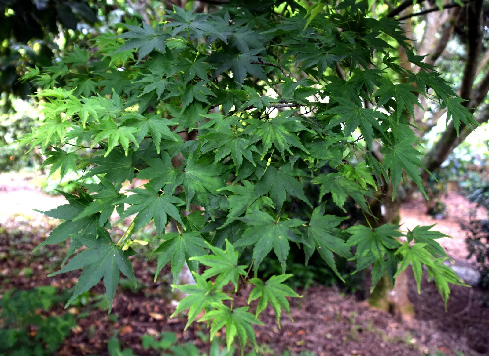 Fullmoon Maple (Acer Japonicum) — which burst into shades of red