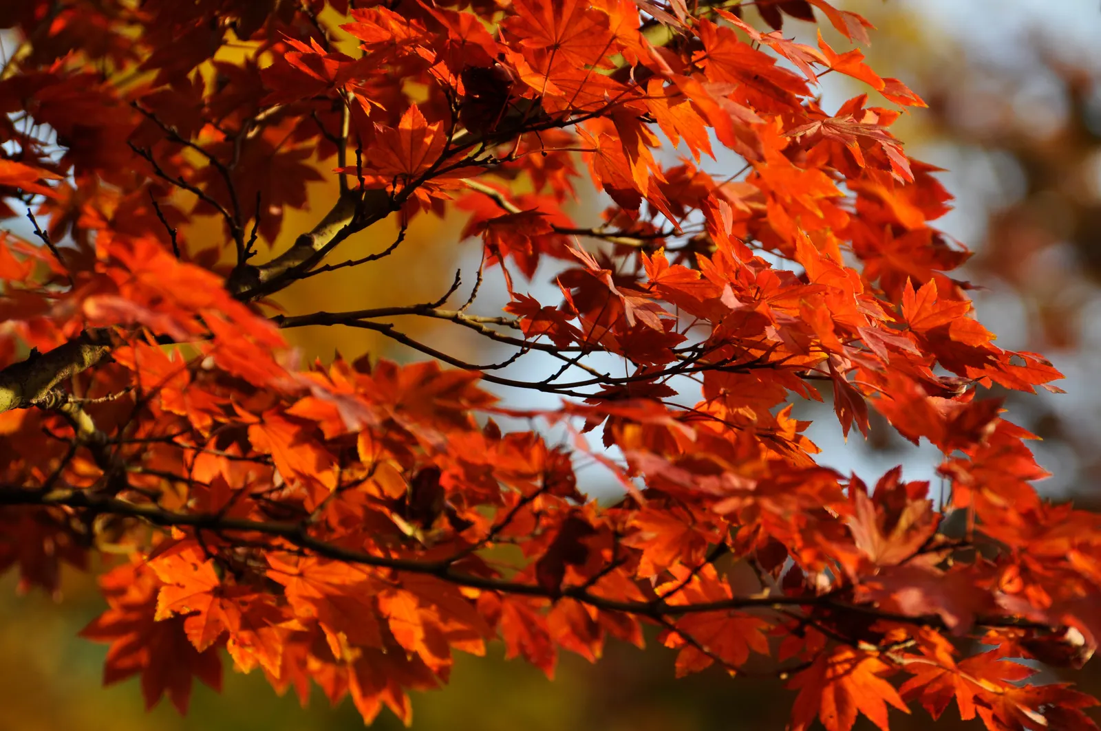 Fullmoon Maple (Acer Japonicum) — showing moderate tolerance to wind and urban pollution.<br><br>With its relatively slow growth rate; though it can tolerate