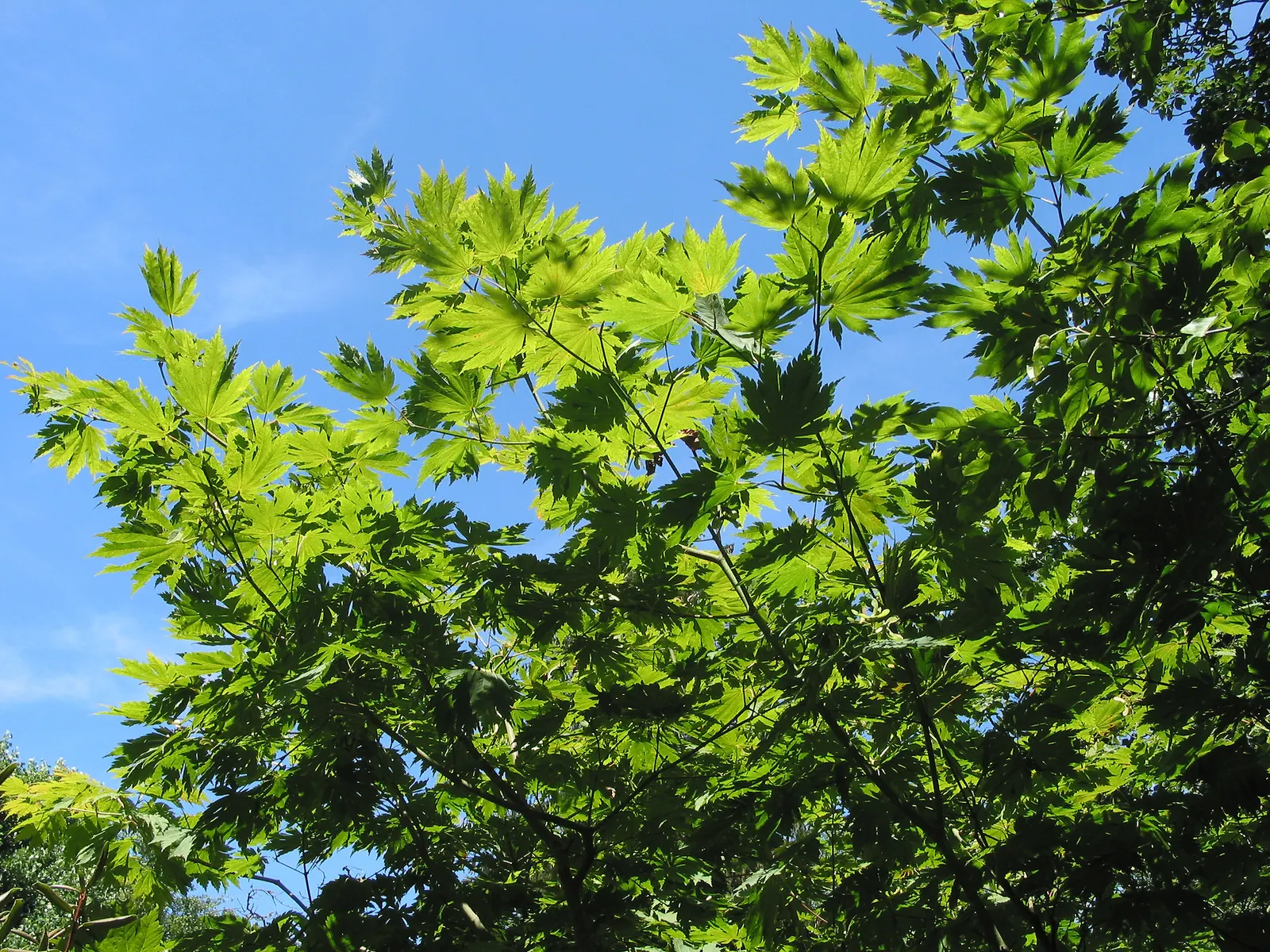 Fullmoon Maple (Acer Japonicum) — tall with a similar spread; the Fullmoon Maple typically reaches a mature height of 15 to 25 feet and spans 10 to 15 feet in