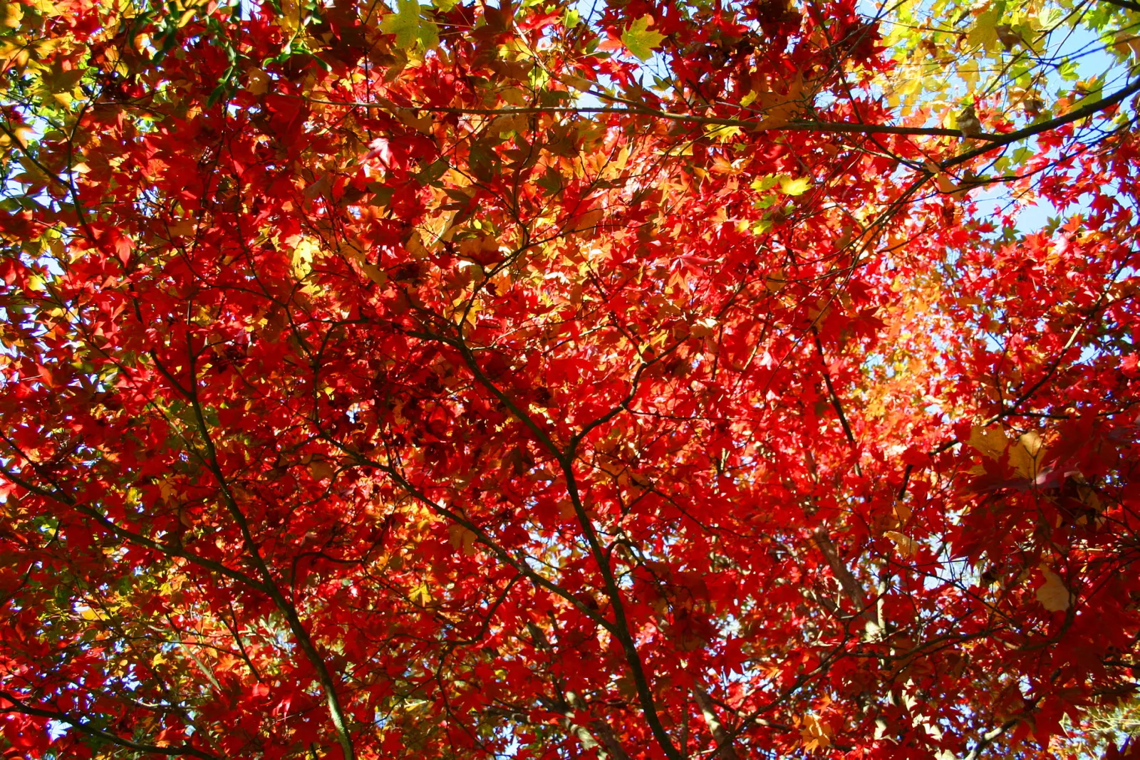 Fullmoon Maple (Acer Japonicum) — the Fullmoon Maple infuses tranquility and splendid color to any landscape design