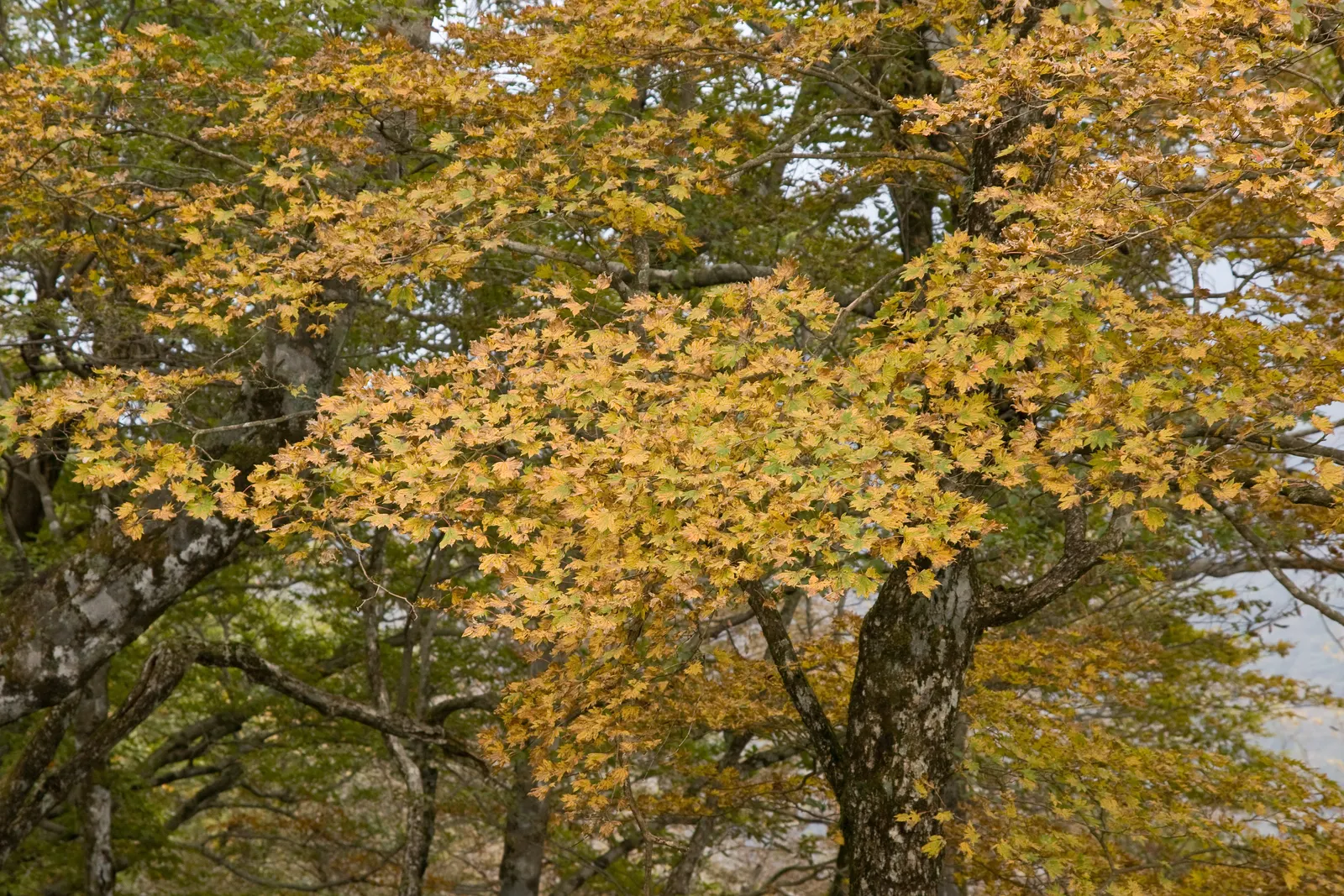 Fullmoon Maple (Acer Japonicum) — The Fullmoon Maple typically reaches a mature height of 15 to 25 feet and spans 10 to 15 feet in width