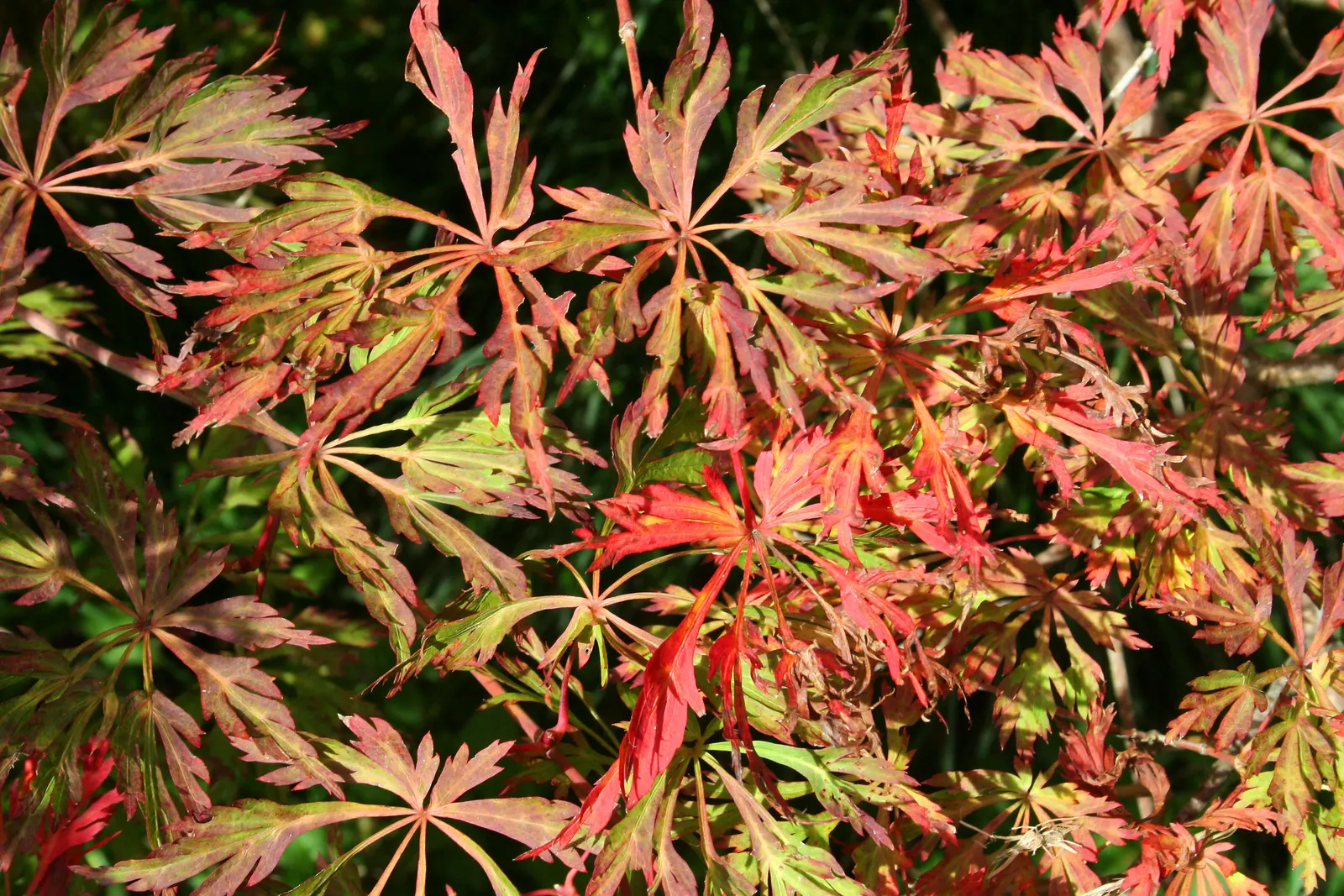 Fullmoon Maple (Acer Japonicum) — Its slow growth and elegant structure make it an exquisite specimen for focal points in gardens; this maple variety prefers