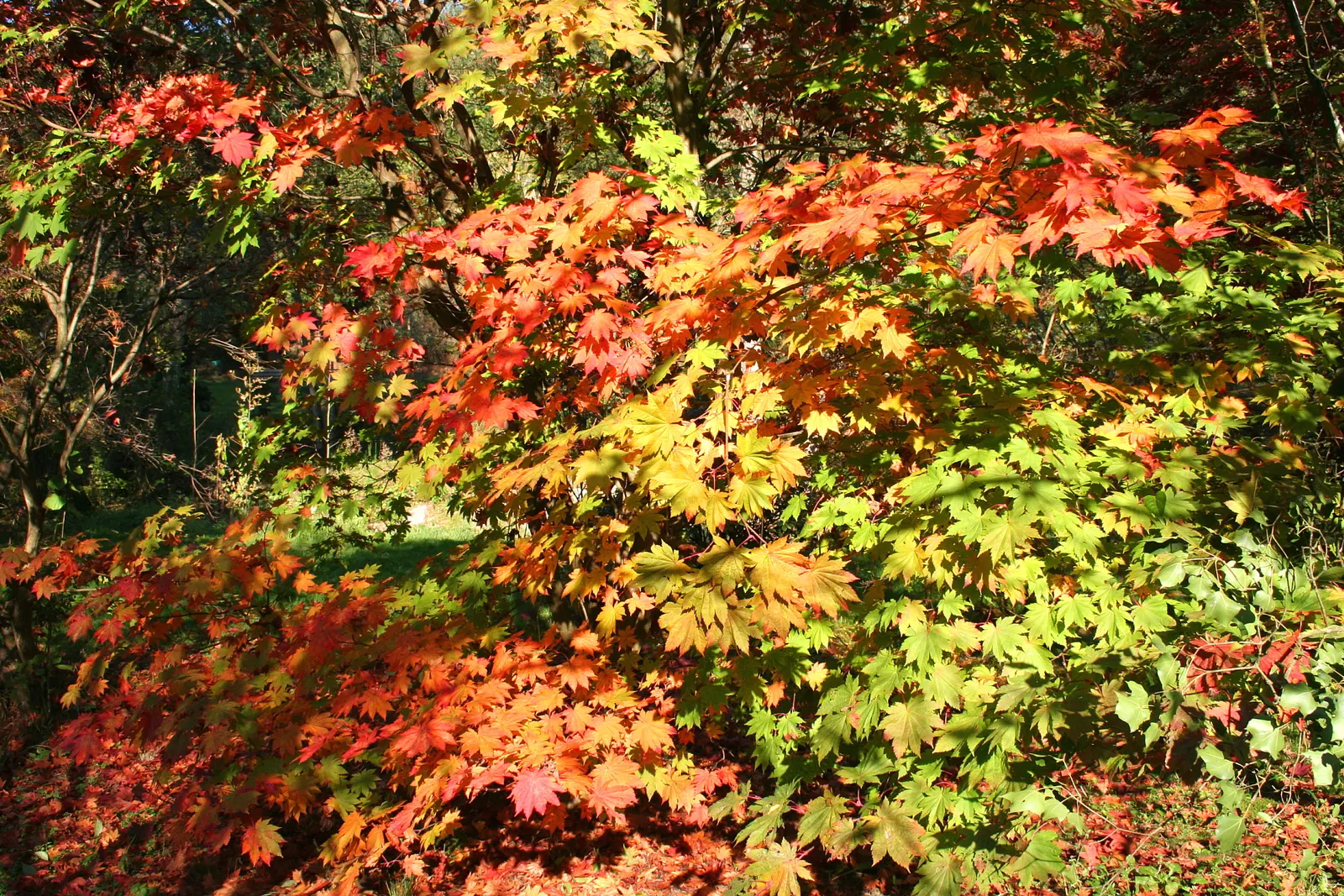 Fullmoon Maple (Acer Japonicum) — tall with a similar spread