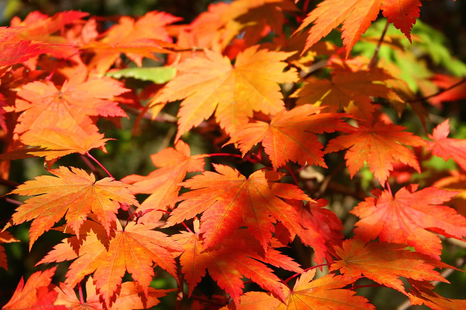 Fullmoon Maple (Acer Japonicum) — the Acer japonicum offers year-round interest