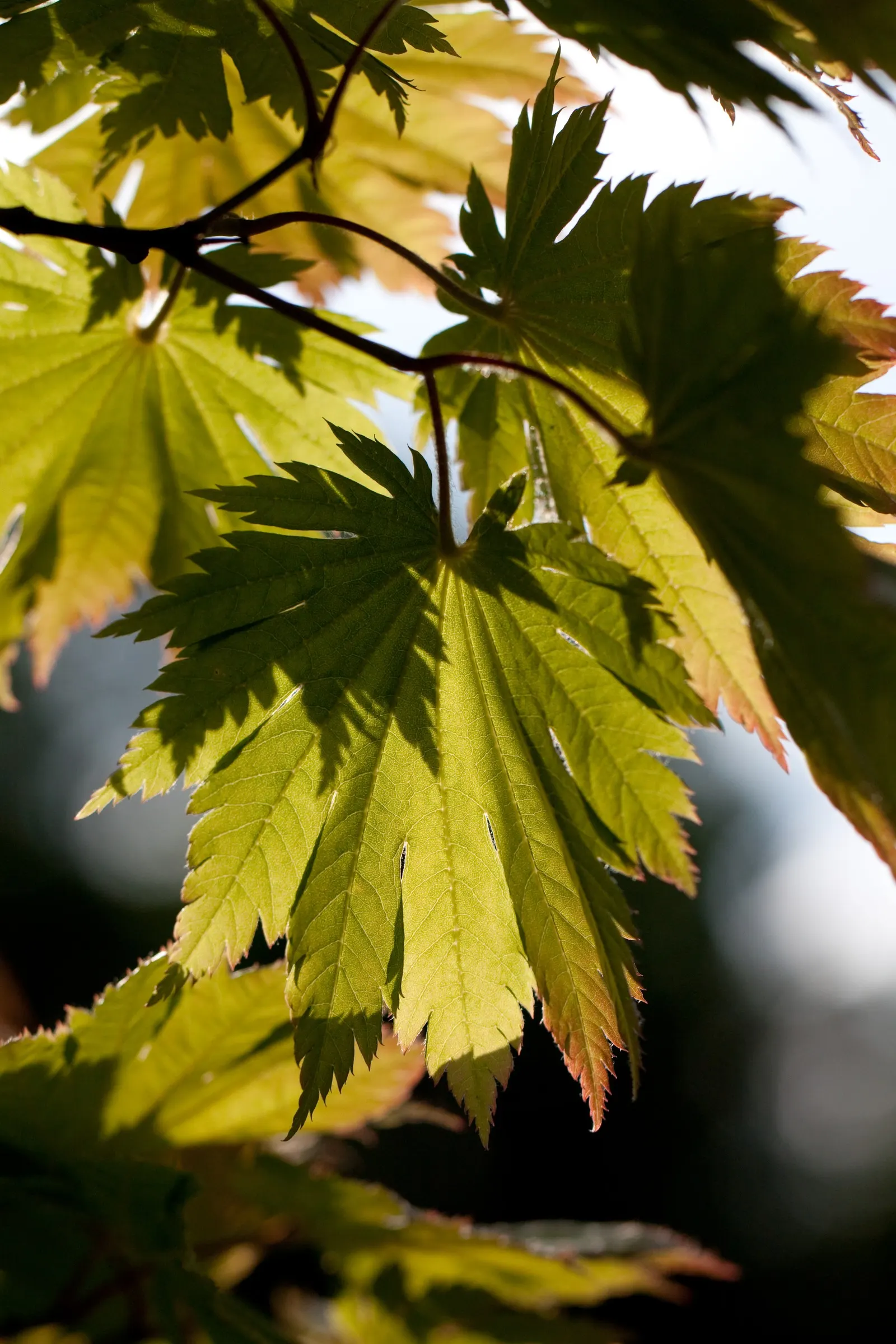 Fullmoon Maple (Acer Japonicum) — though it can tolerate slight shade.<br><br>During the spring