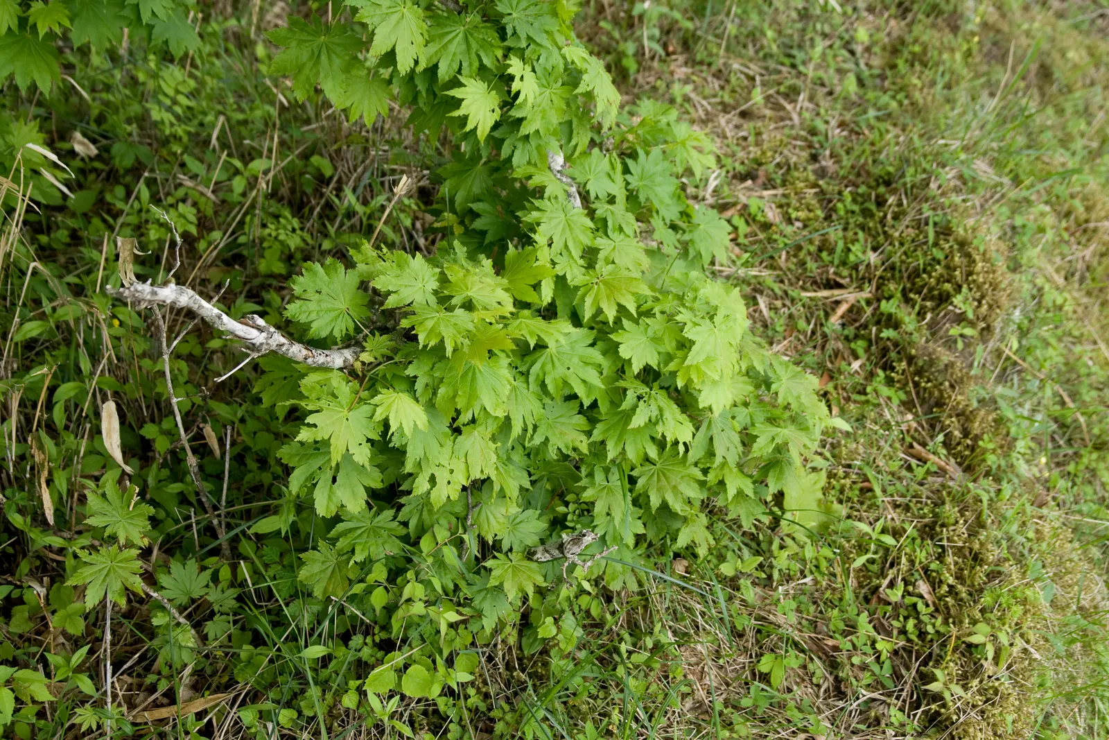 Fullmoon Maple (Acer Japonicum) — wide-rounded leaves which resemble the shape of a full moon