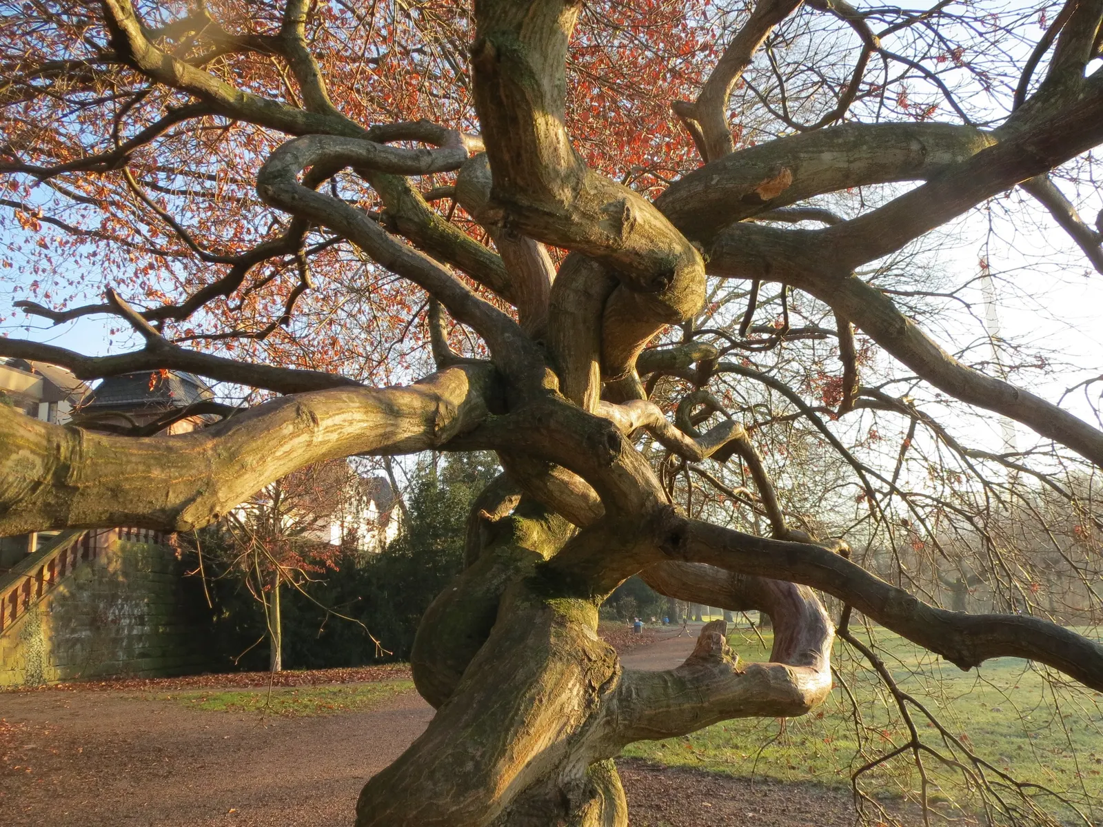 Fullmoon Maple (Acer Japonicum) — is a captivating ornamental tree that brings a graceful presence to any landscape; the Fullmoon Maple infuses, image 55