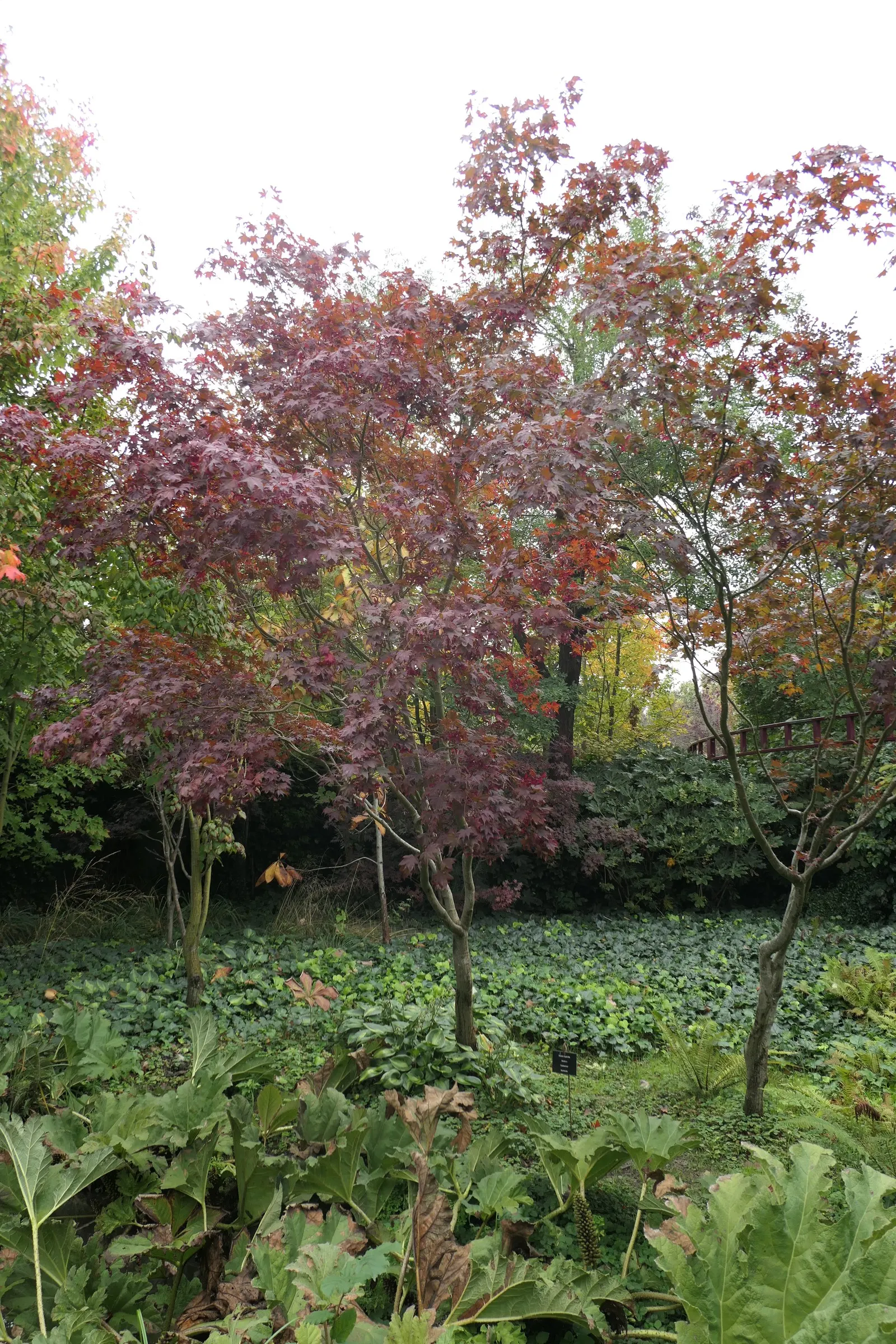 Fullmoon Maple (Acer Japonicum) — is a captivating ornamental tree that brings a graceful presence to any landscape; the Fullmoon Maple infuses tranquility and