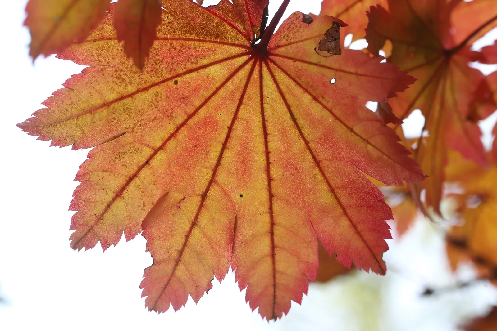 Fullmoon Maple (Acer Japonicum) — from deep green to intense hues of crimson and gold; promising delight to clients with its serene beauty and minimal