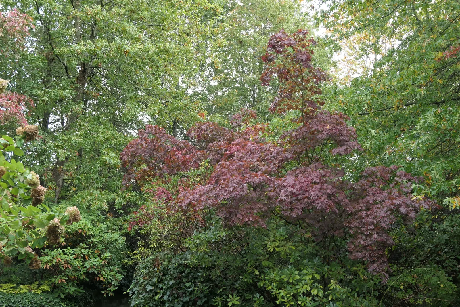 Fullmoon Maple (Acer Japonicum) — The Fullmoon Maple typically reaches a mature height of 15 to 25 feet and spans 10 to 15 feet in width; tall with a similar