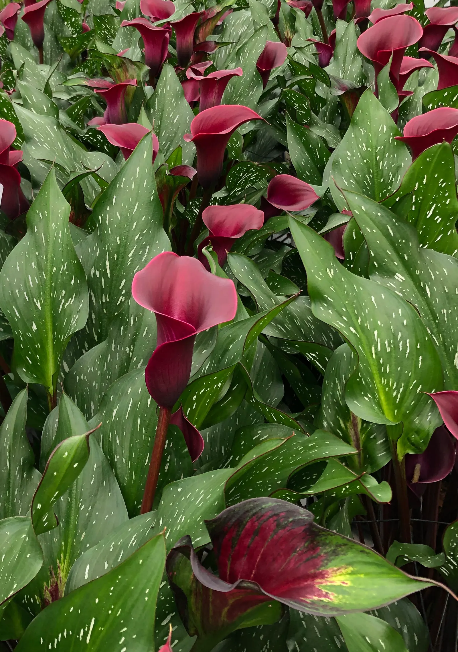Calla Lily (Zantedeschia) — chalice-like spathes in a rich deep red with a hot pink undertone