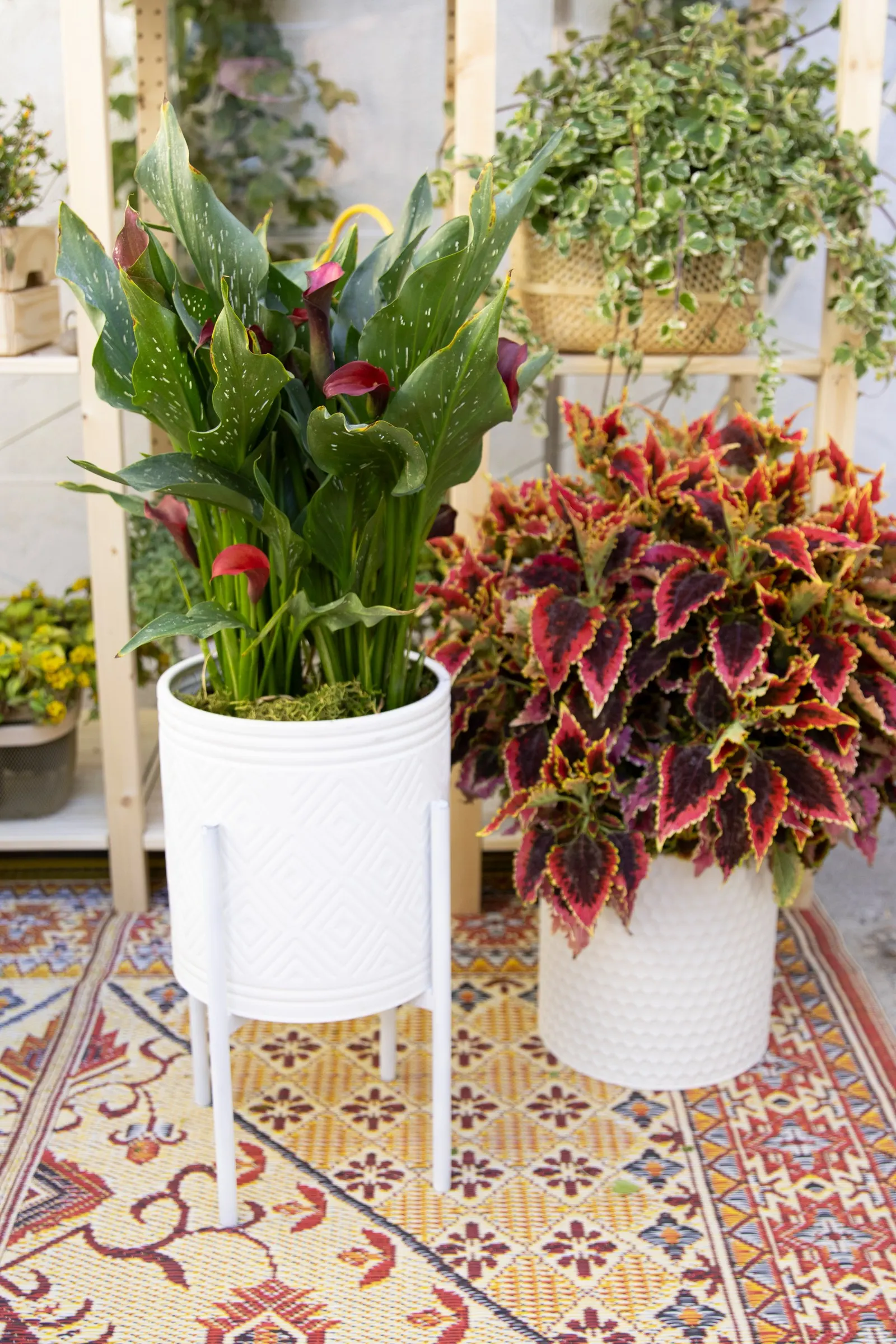 El Brighto Coleus (Coleus scutellarioides) — Proven Winners - ColorBlaze® El Brighto - Coleus scutellarioides plant details, information and resources