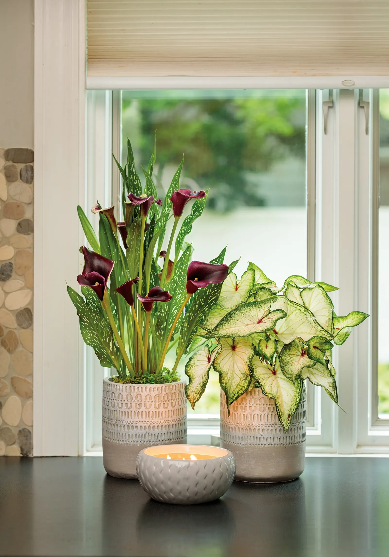 Calla Lily (Zantedeschia) — It matures at 18-24 inches tall and 9-12 inches wide, making a refined thriller for pots or borders