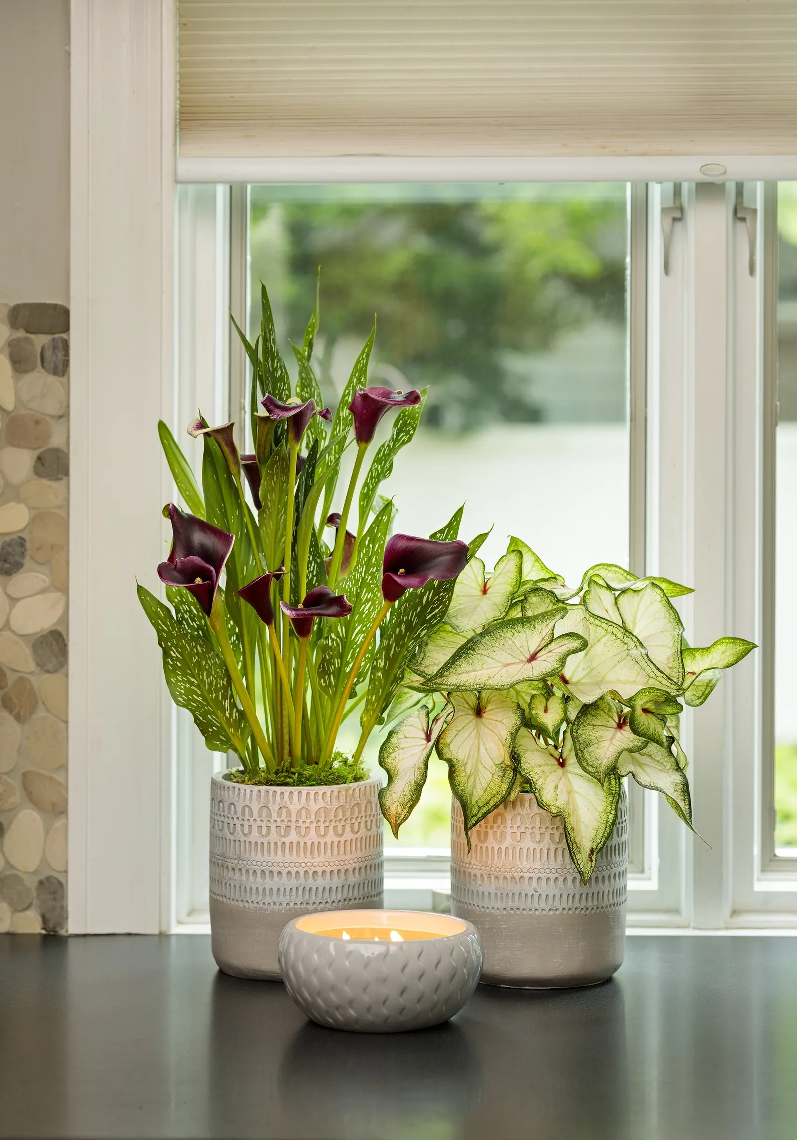 Calla Lily (Zantedeschia) — sculptural spathes that glow like polished summer color