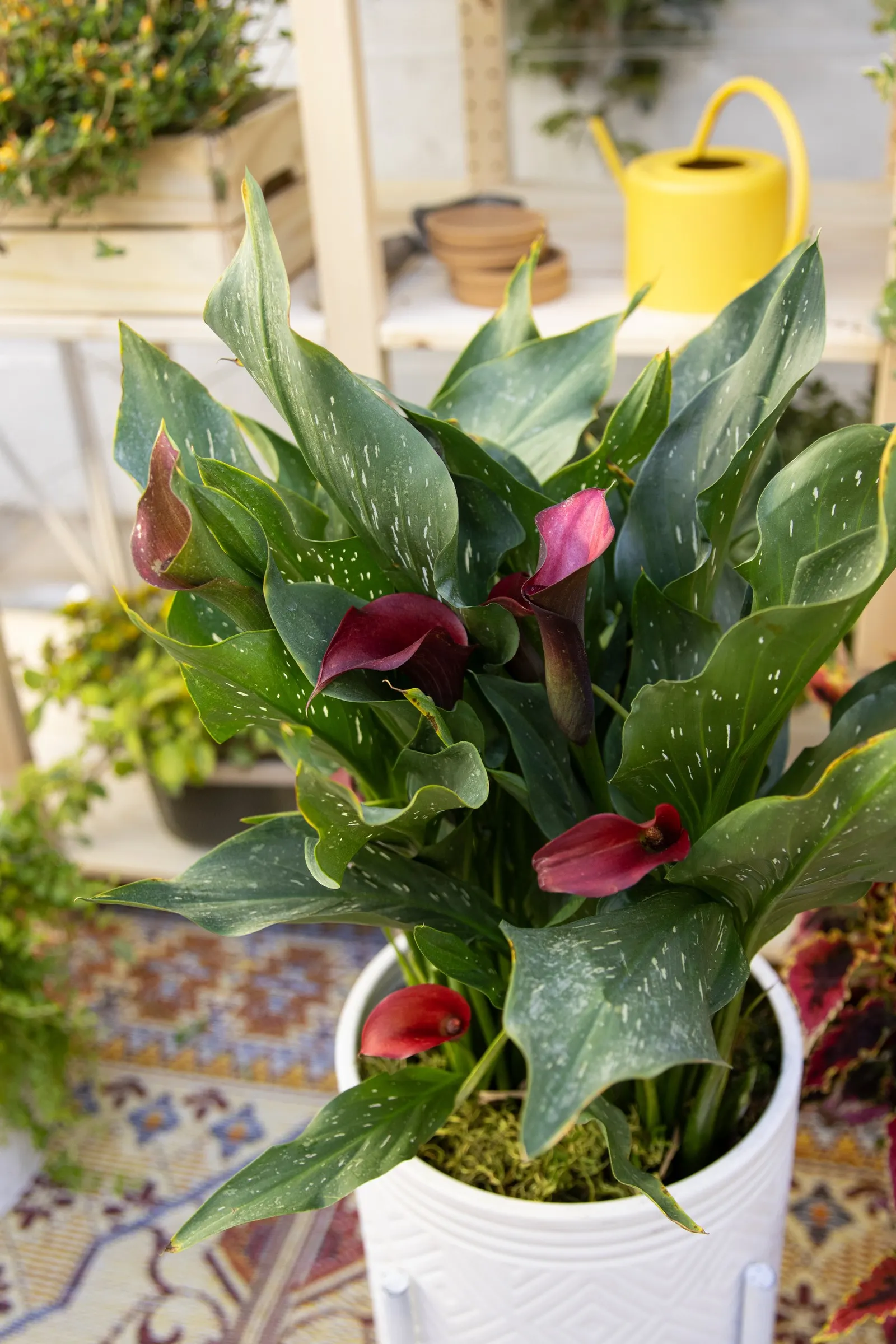 Calla Lily (Zantedeschia) — commonly referred to as Heart Calla Lily