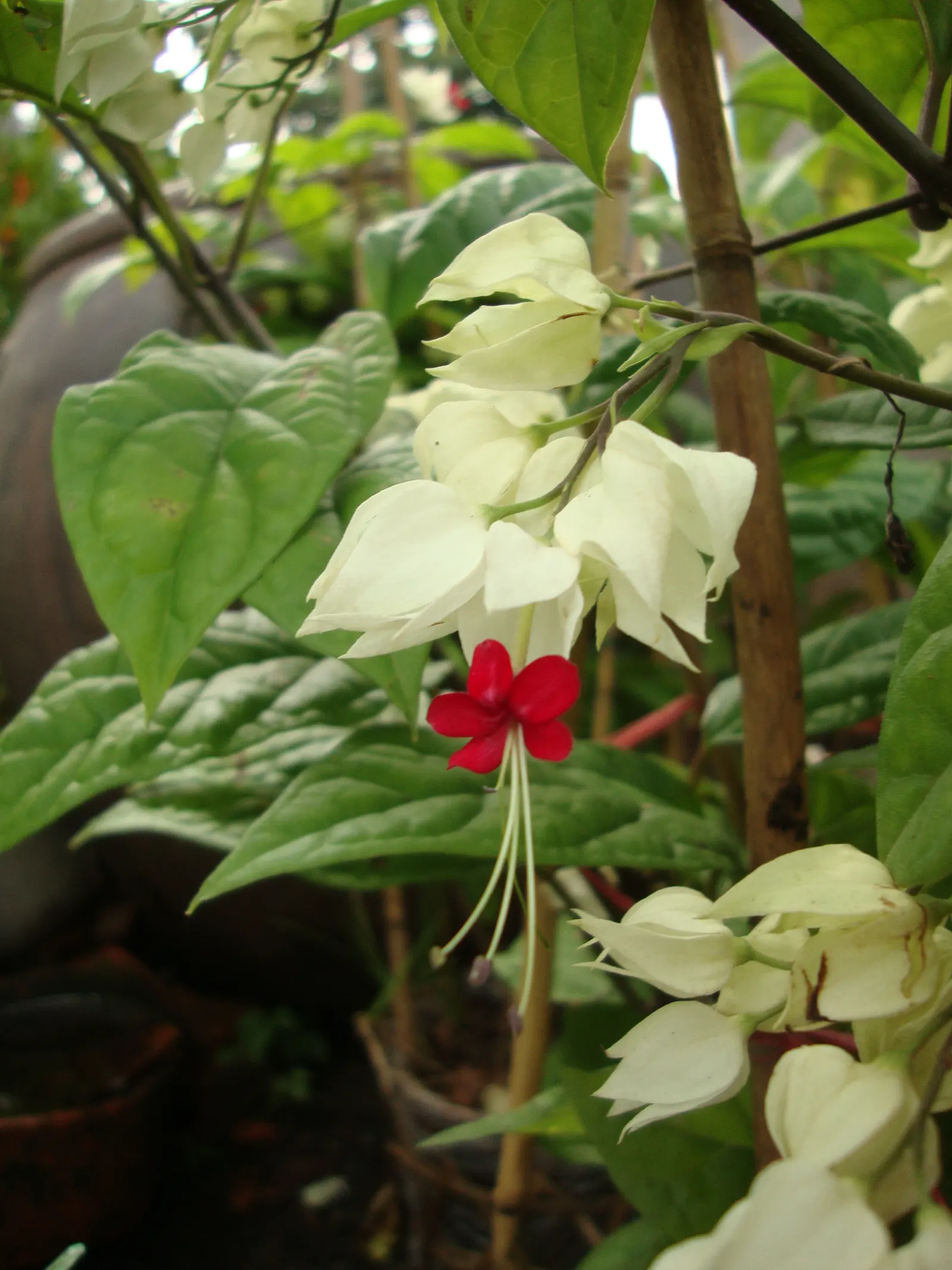 Bleeding Glory-Bower (Clerodendrum Thomsoniae) — It demands well-draining soil with a good amount of organic matter and a consistent moisture, image 141