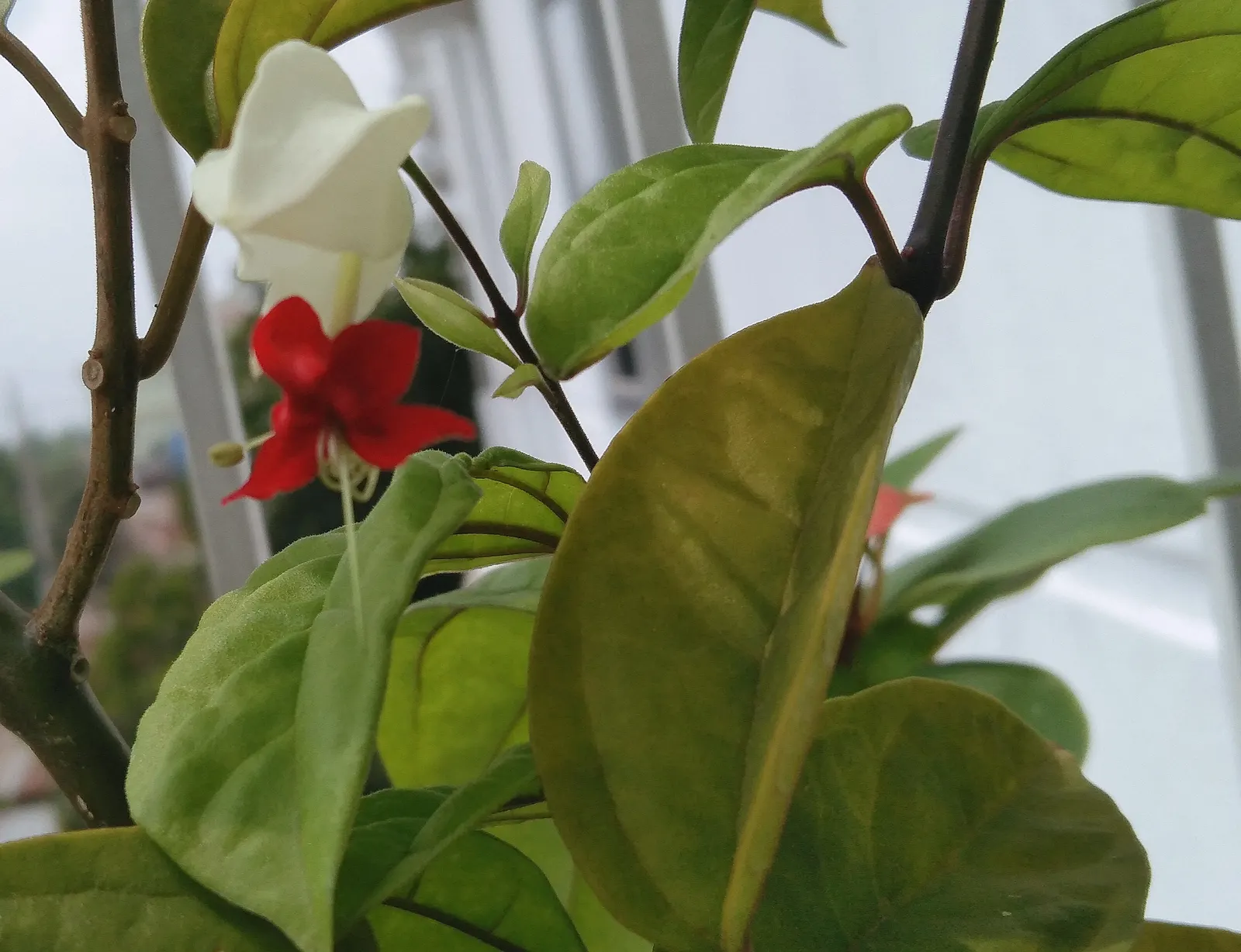 Bleeding Glory-Bower (Clerodendrum Thomsoniae) — creating the appearance of a drop of blood - a characteristic that inspired its common name, image 164