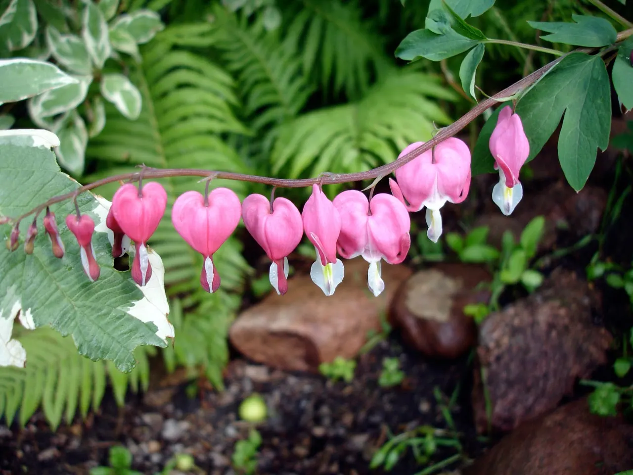 Bleeding Glory-Bower (Clerodendrum Thomsoniae) — The foliage consists of opposite; ovate leaves that are typically about 5 to 7 inches long, image 59