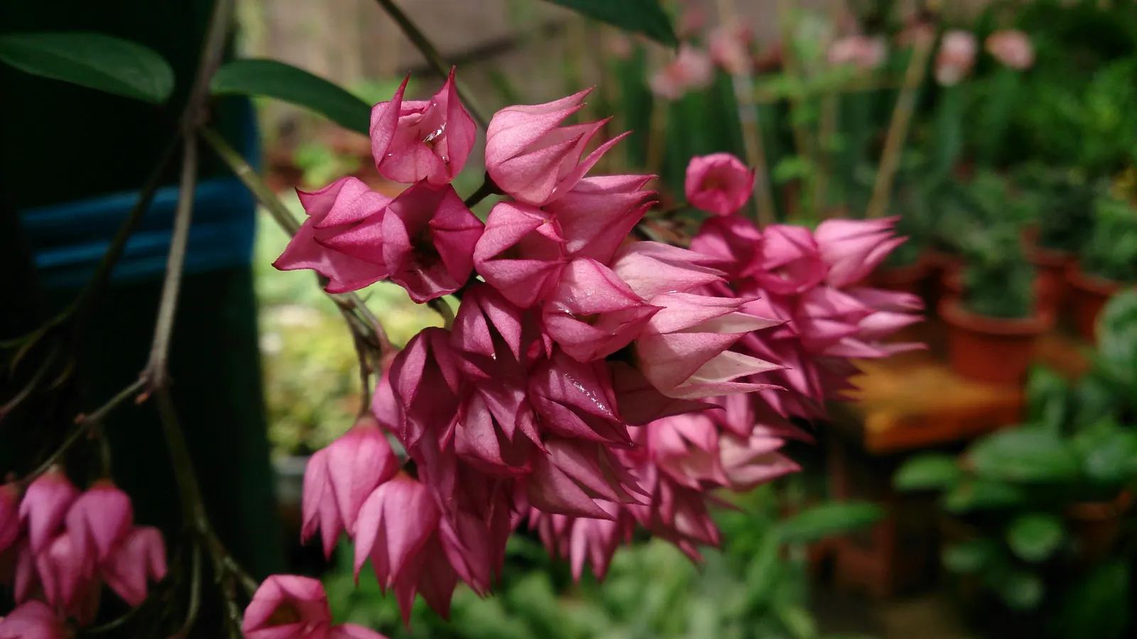 Bleeding Glory-Bower (Clerodendrum Thomsoniae) — Regular watering and occasional pruning maintain shape and health; vine for half